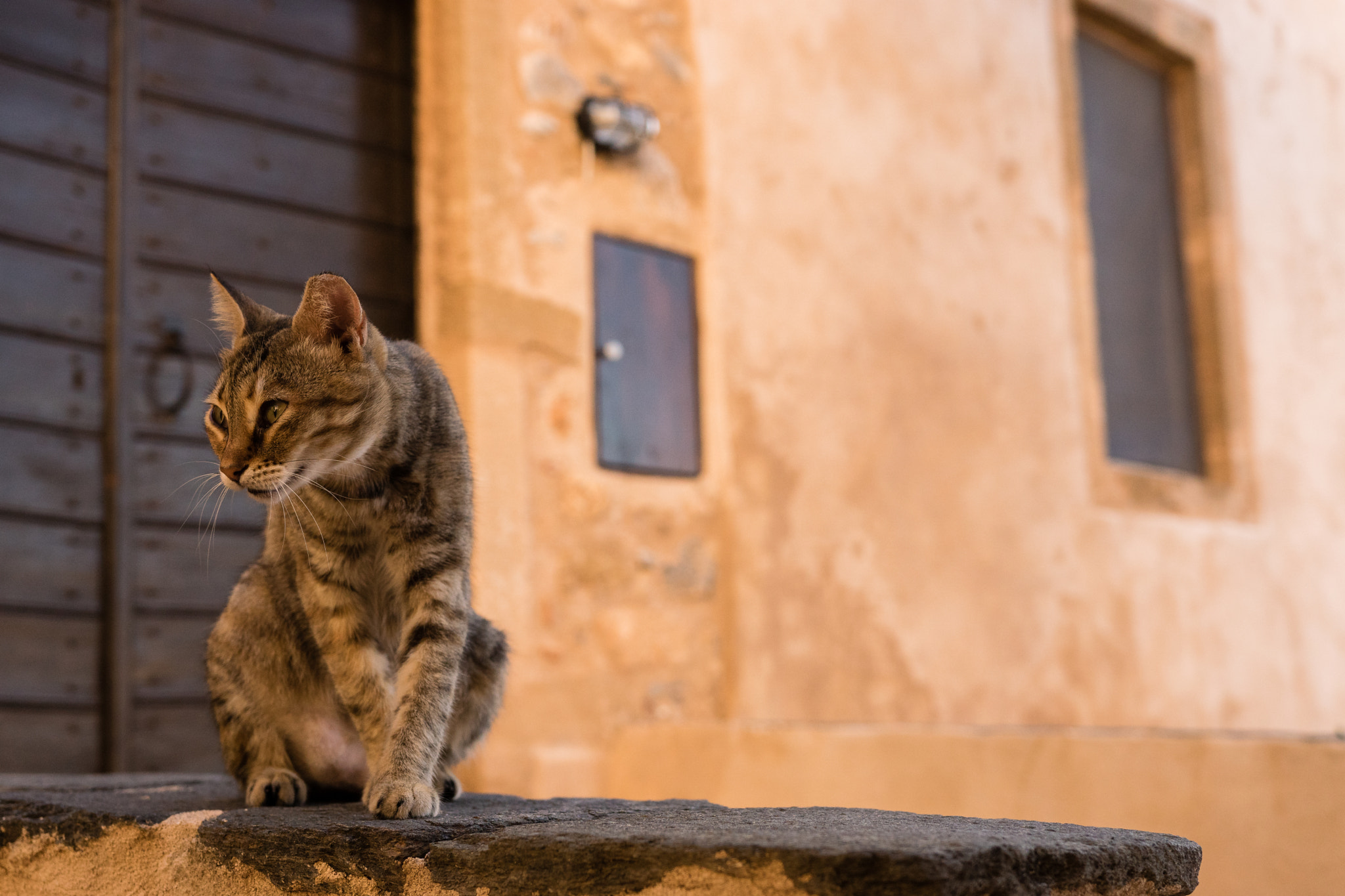 Sony ILCA-77M2 + Sigma 18-35mm F1.8 DC HSM Art sample photo. Cat life photography