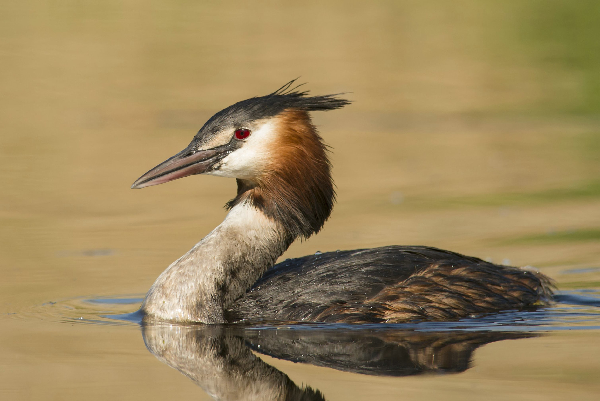 Nikon D600 + Nikon AF-S Nikkor 300mm F4D ED-IF sample photo. Fuut - great crested grebe - podiceps cristatus photography