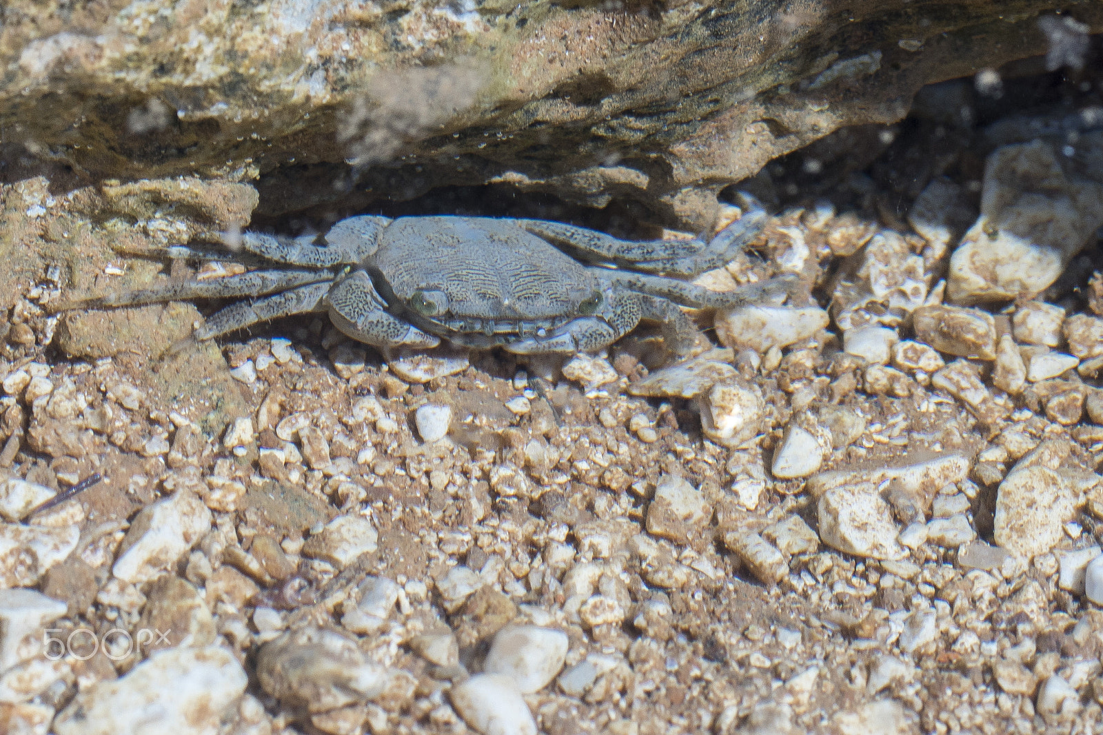 Sony ILCA-77M2 + Tamron SP AF 90mm F2.8 Di Macro sample photo. Sea ​​crab photography