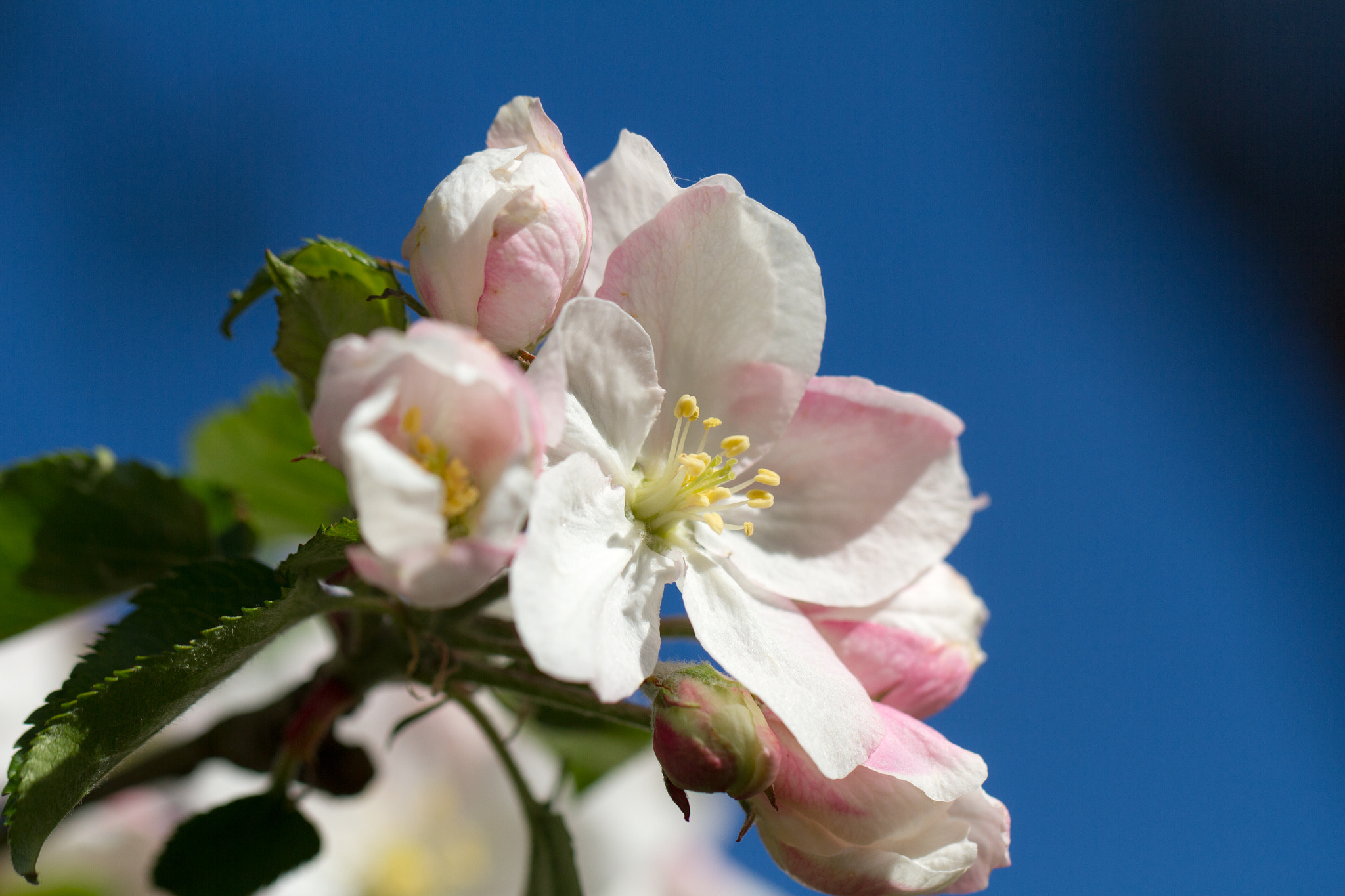 Canon EOS 7D + Canon EF 100mm F2.8L Macro IS USM sample photo. Apple blossom photography