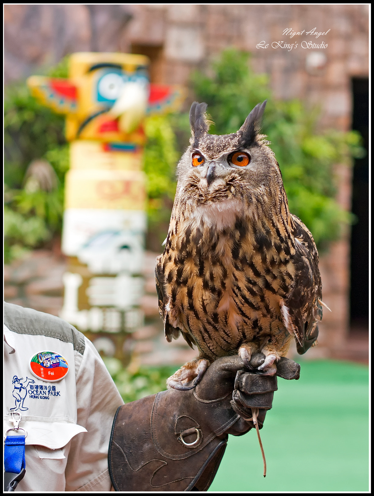 Olympus PEN E-PL6 sample photo. Gentle-"owl" • "鷹"明神武 photography