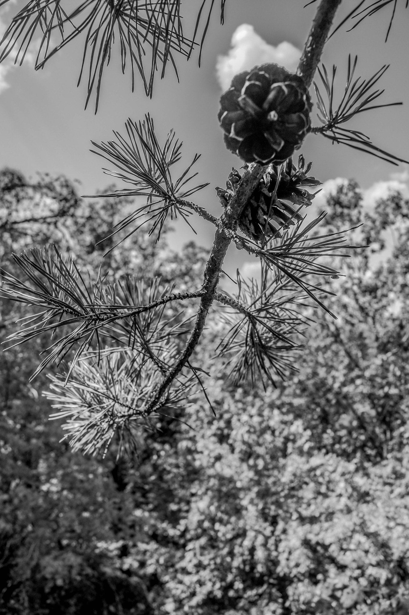Sony SLT-A33 + Sony DT 18-55mm F3.5-5.6 SAM sample photo. Pinecone photography