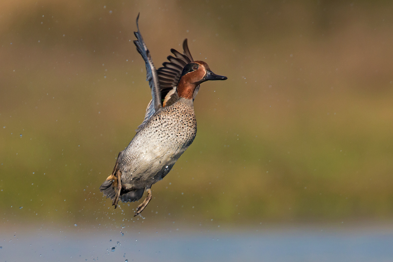 Canon EOS 70D + Canon EF 300mm F2.8L IS II USM sample photo. Teal photography