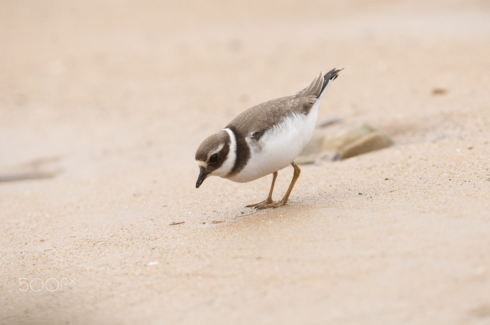 Nikon AF-S Nikkor 200-400mm F4G ED-IF VR sample photo. Charadrius hyaticula photography