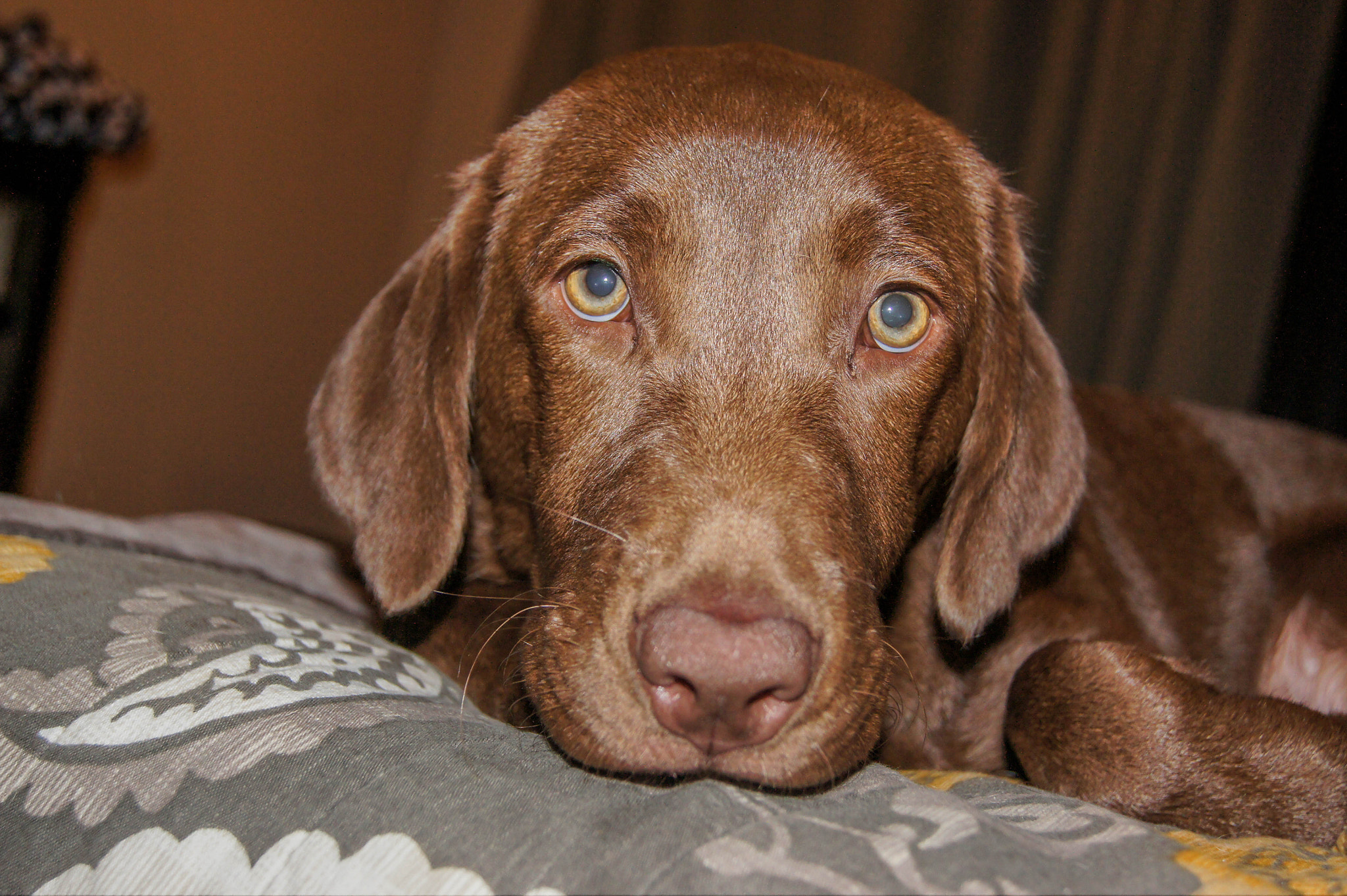 Sony SLT-A33 + Sony DT 18-55mm F3.5-5.6 SAM sample photo. Daisy belle photography