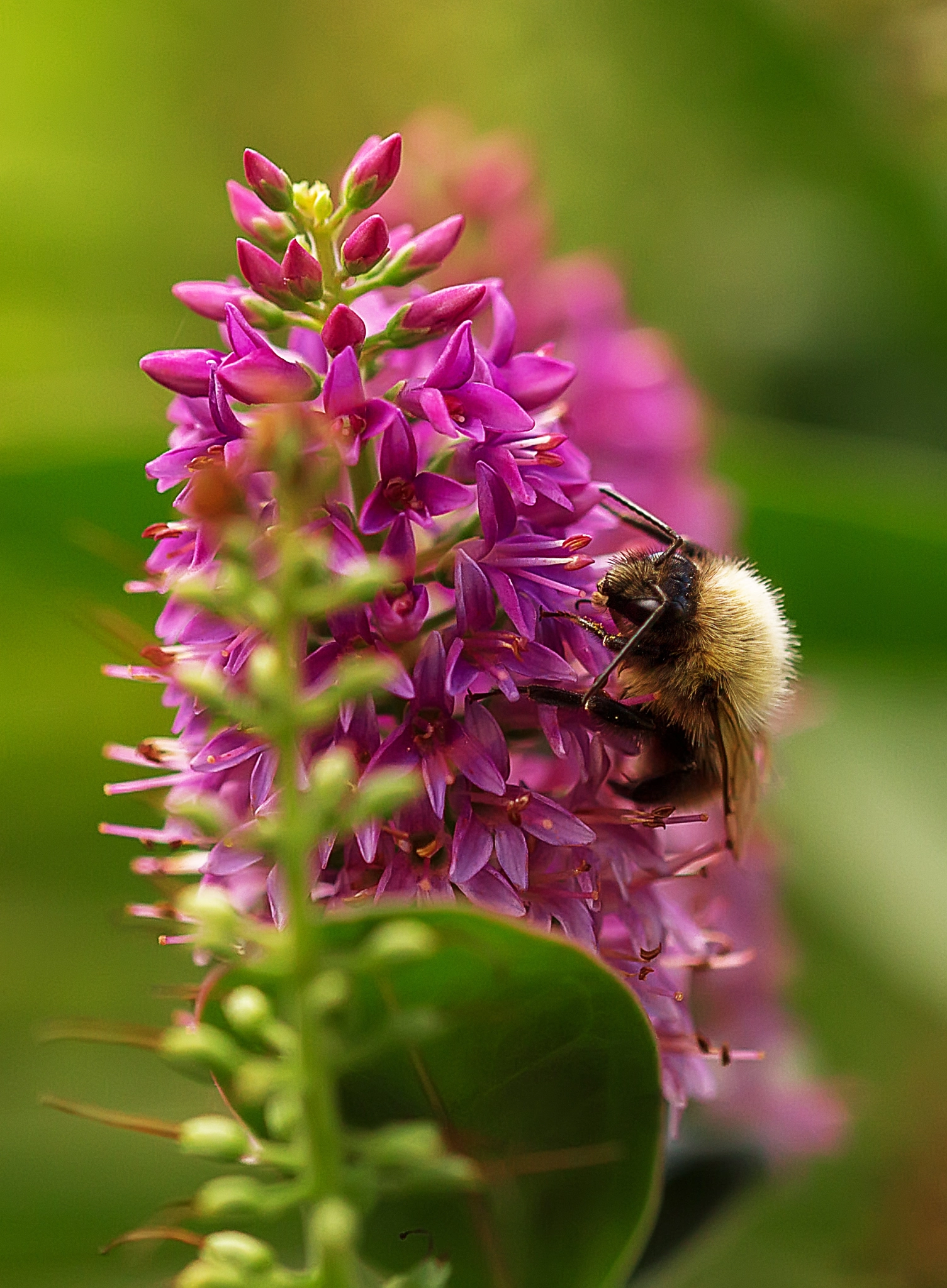 Sigma 105mm F2.8 EX DG OS HSM sample photo. Img photography
