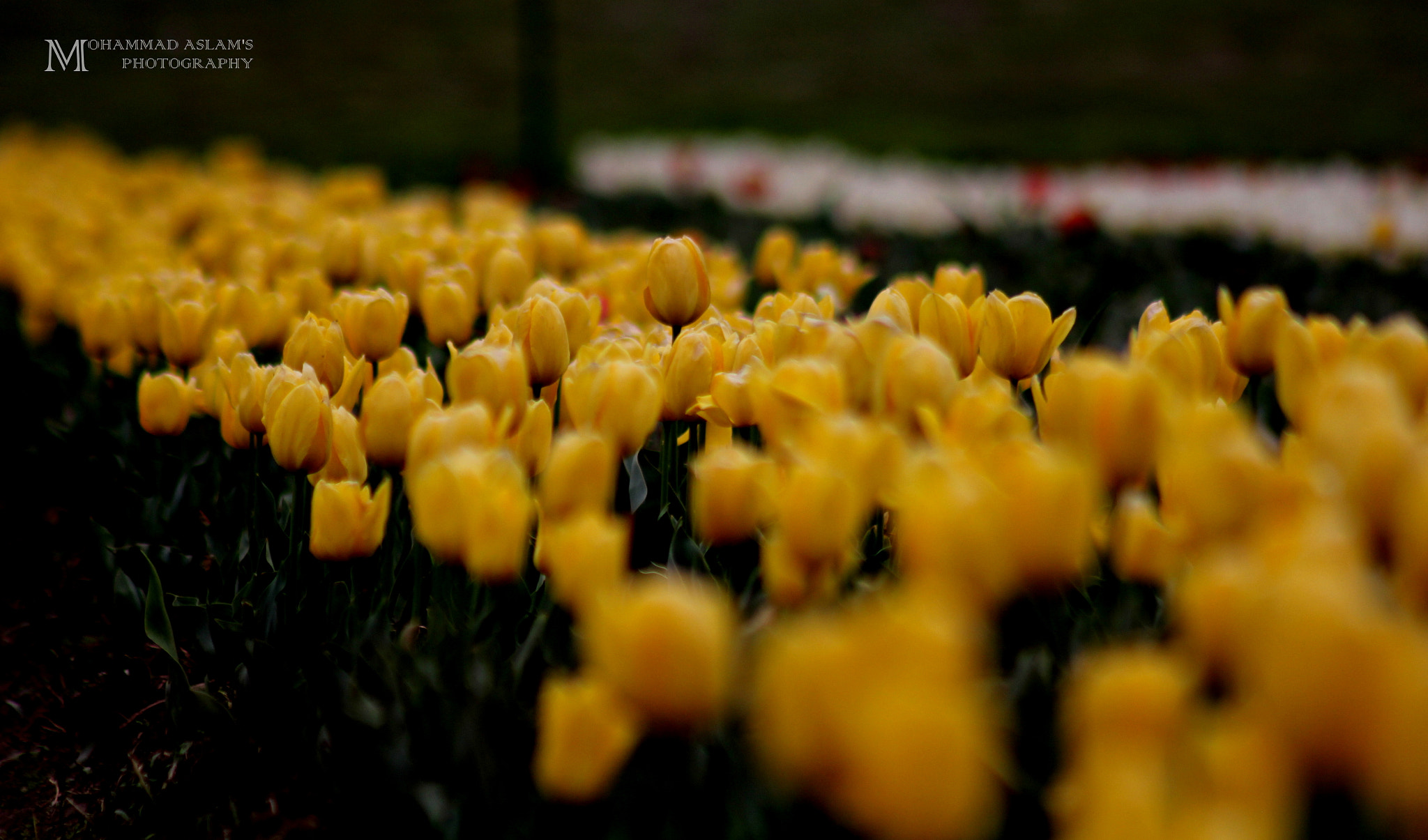 Canon EF 75-300mm f/4-5.6 USM sample photo. Tulip garden, srinagar photography