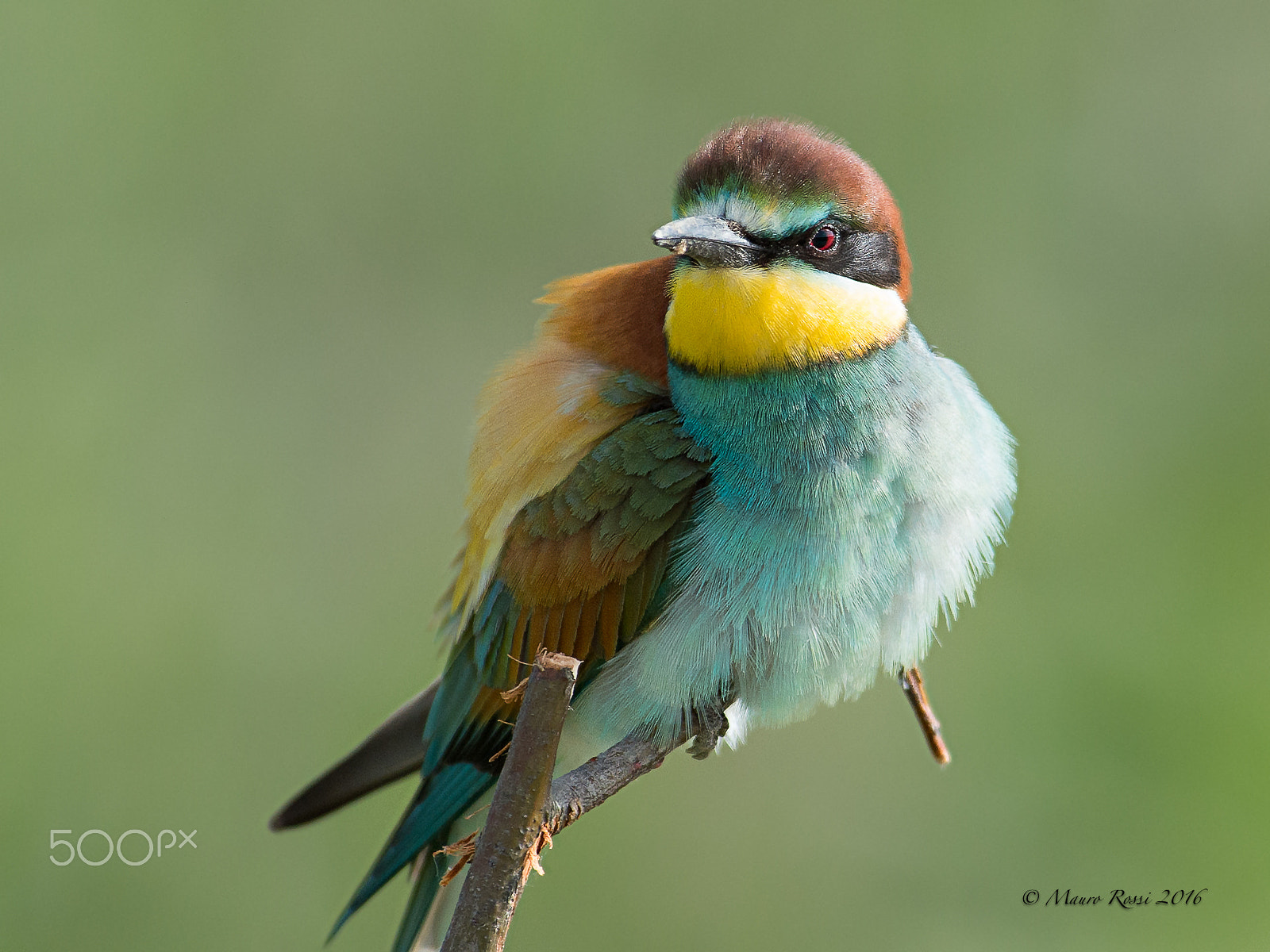 Nikon AF-S Nikkor 300mm F2.8G ED VR II sample photo. Close - up (merops apiaster).bee eater. photography