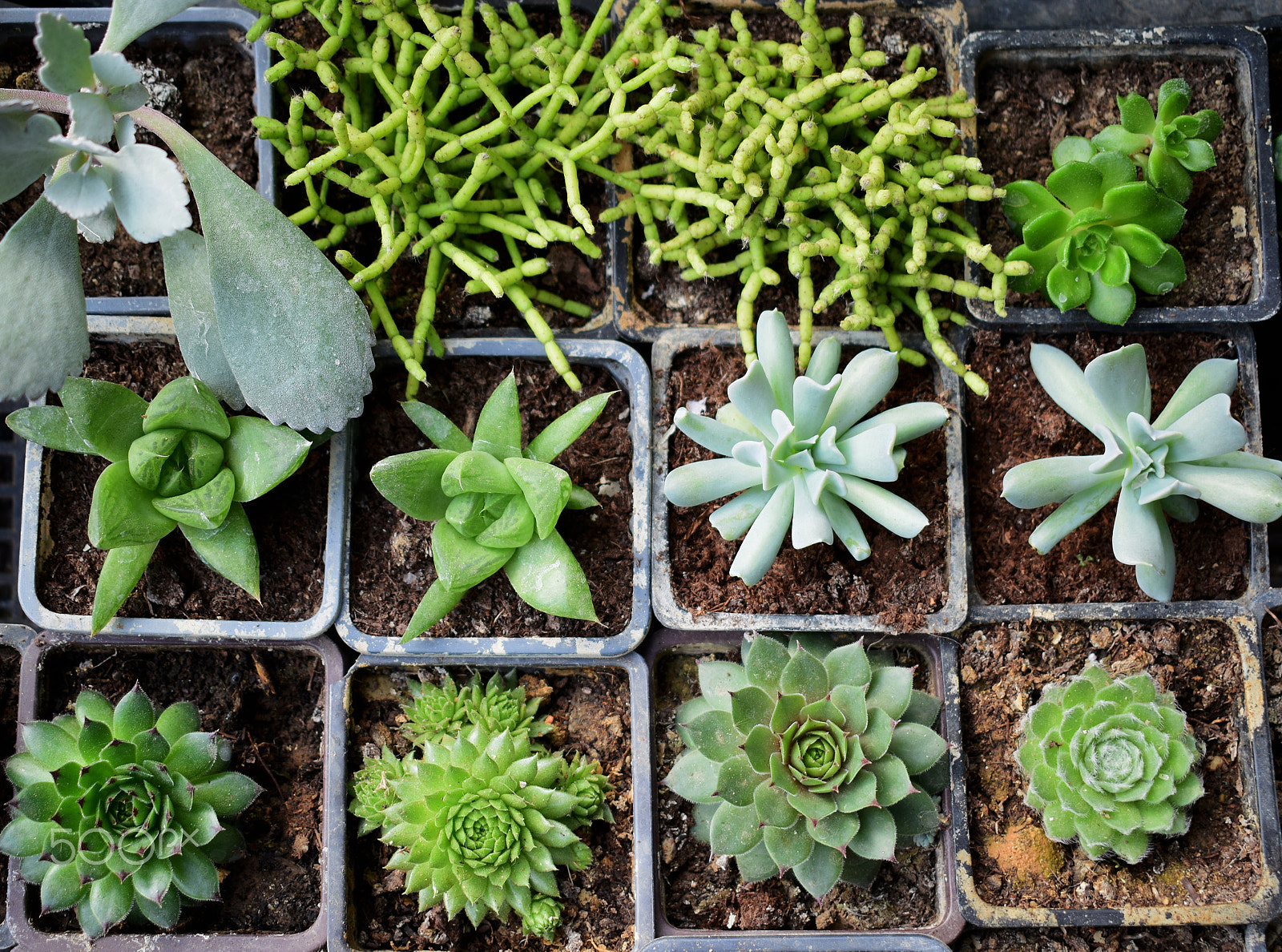 Nikon D3300 + Sigma 50mm F1.4 EX DG HSM sample photo. Succulent plant photography