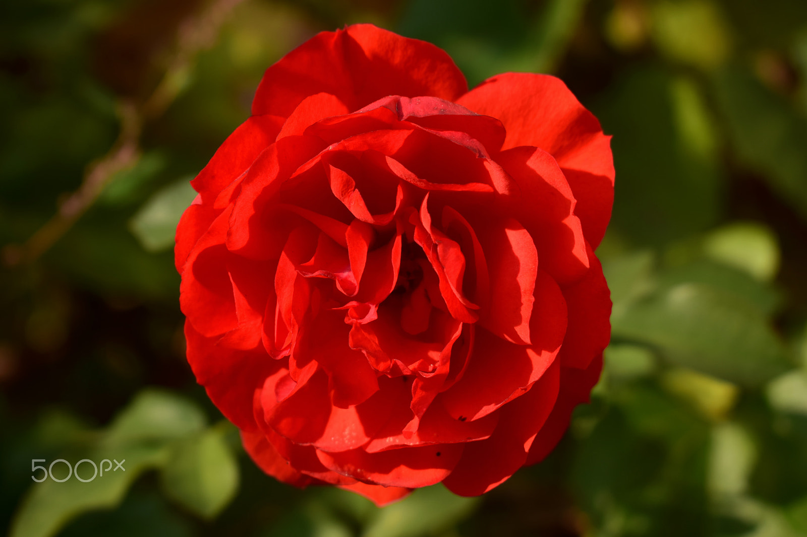 Nikon D3300 sample photo. Red rose photography