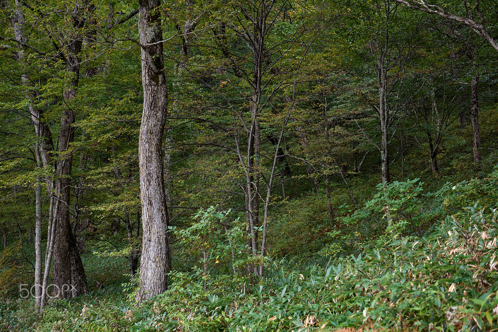 Nikon AF-S Nikkor 24-70mm F2.8G ED sample photo. Presence of the tree photography
