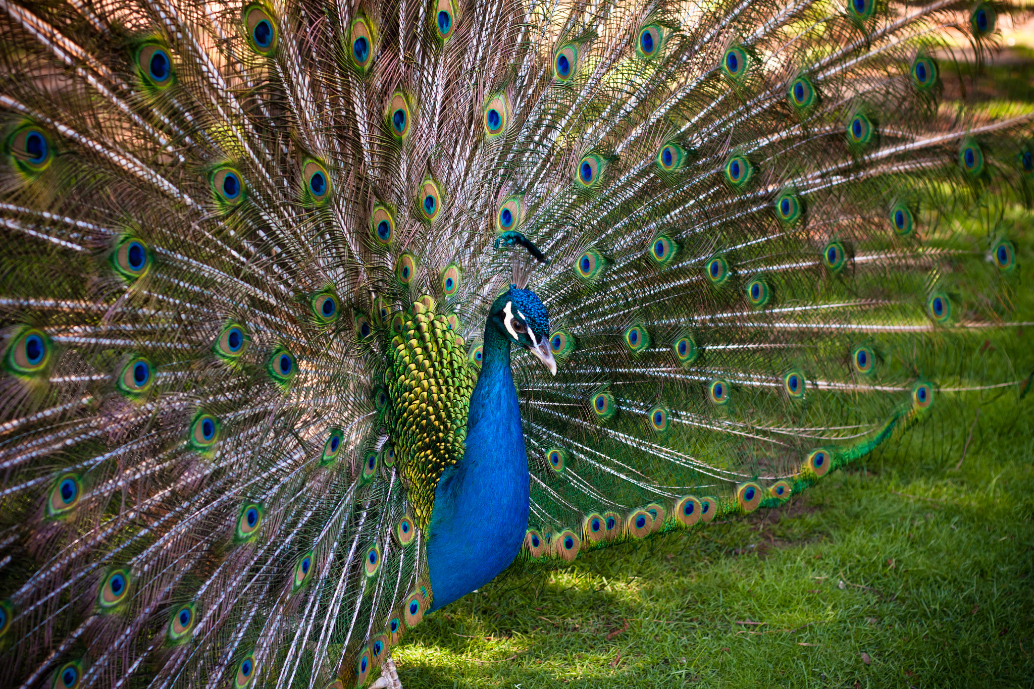 Canon EOS 450D (EOS Rebel XSi / EOS Kiss X2) sample photo. Peacock on the green green grase photography