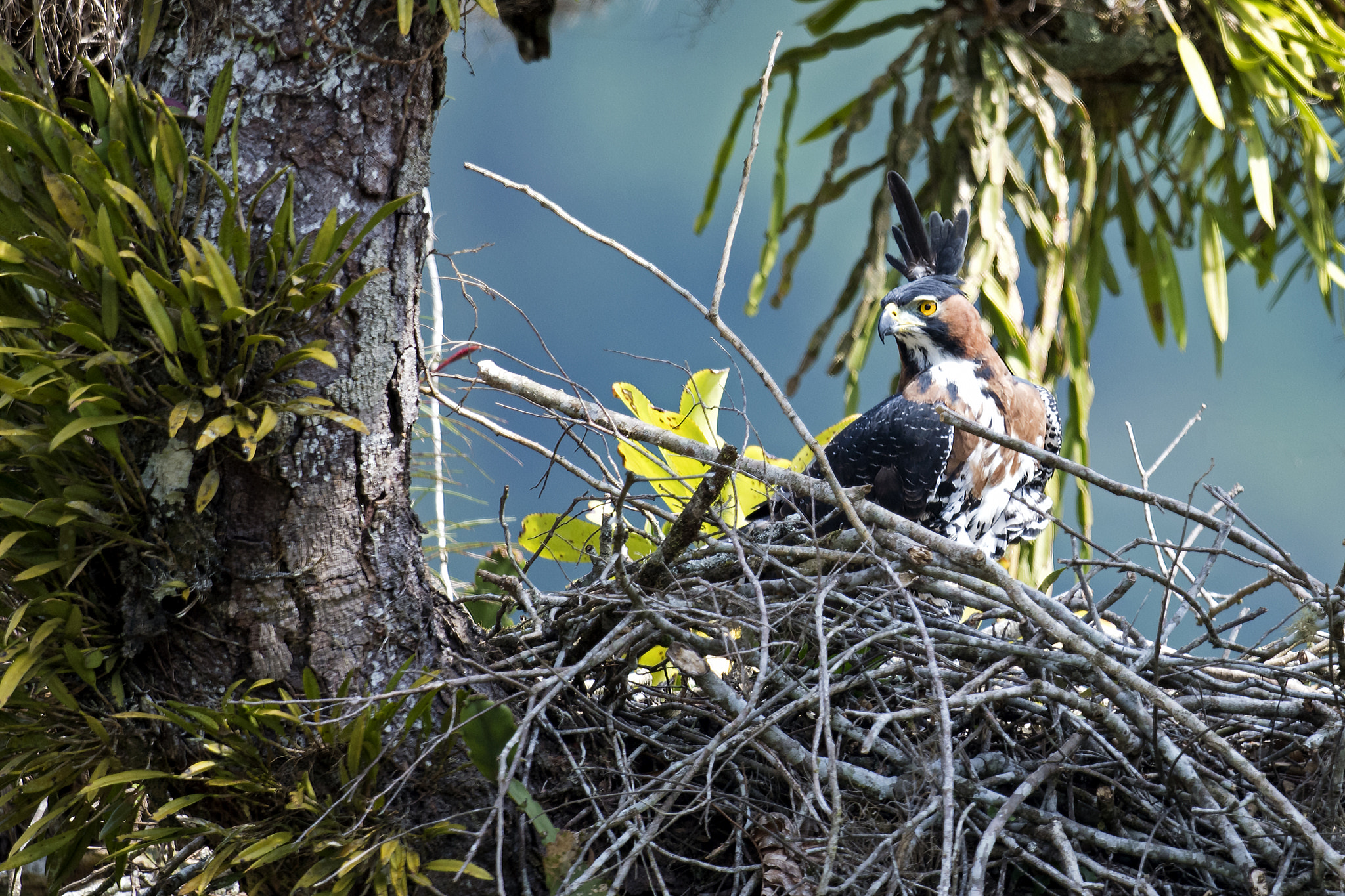 Nikon AF-S Nikkor 800mm F5.6E FL ED VR sample photo. Ornate hawk-eagle photography