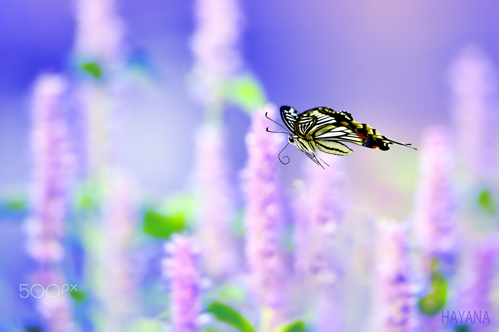 Sigma 150-600mm F5-6.3 DG OS HSM | S sample photo. Flight of the butterflies photography