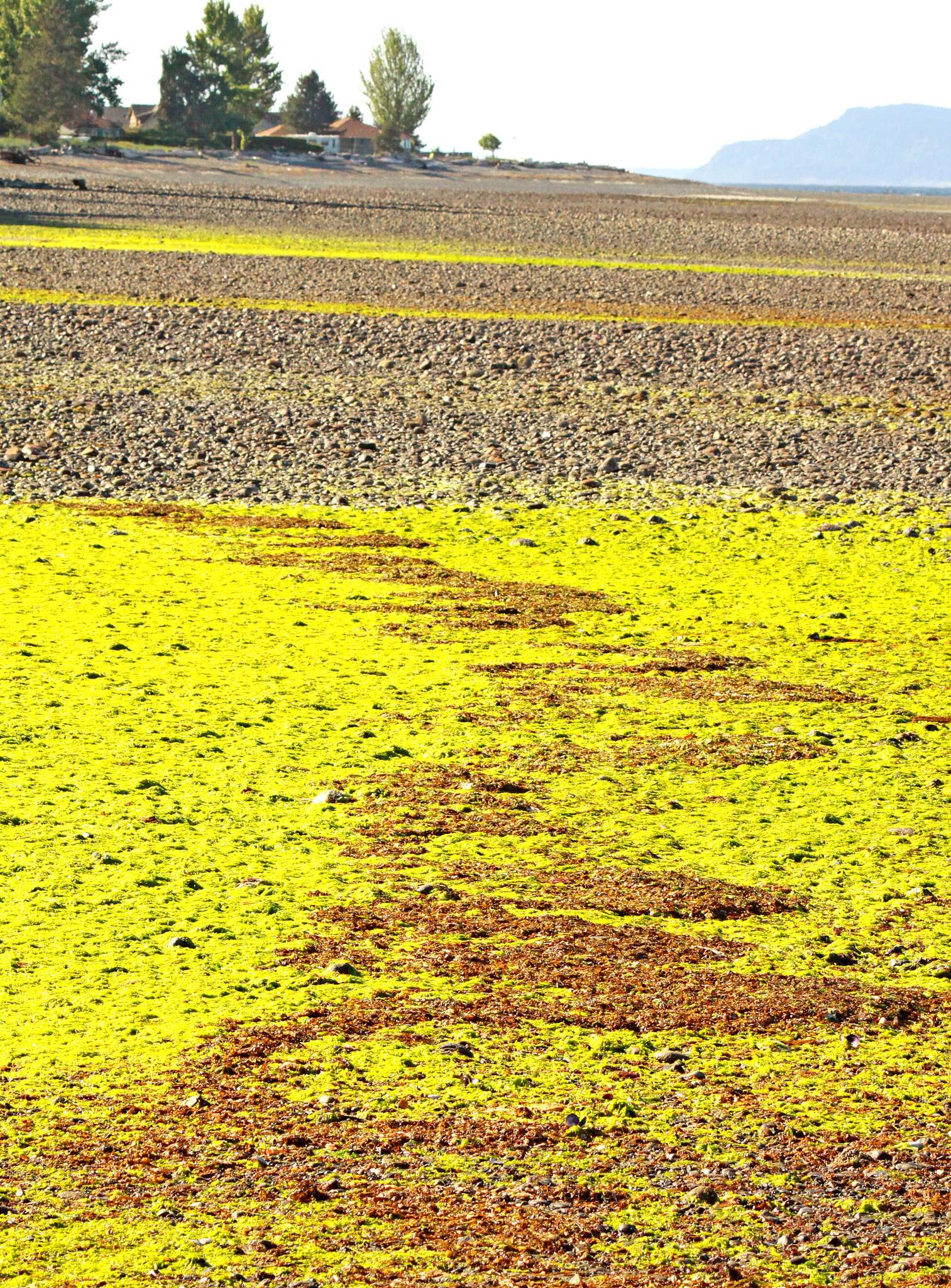 Canon EF-S 55-250mm F4-5.6 IS sample photo. Seaweed photography