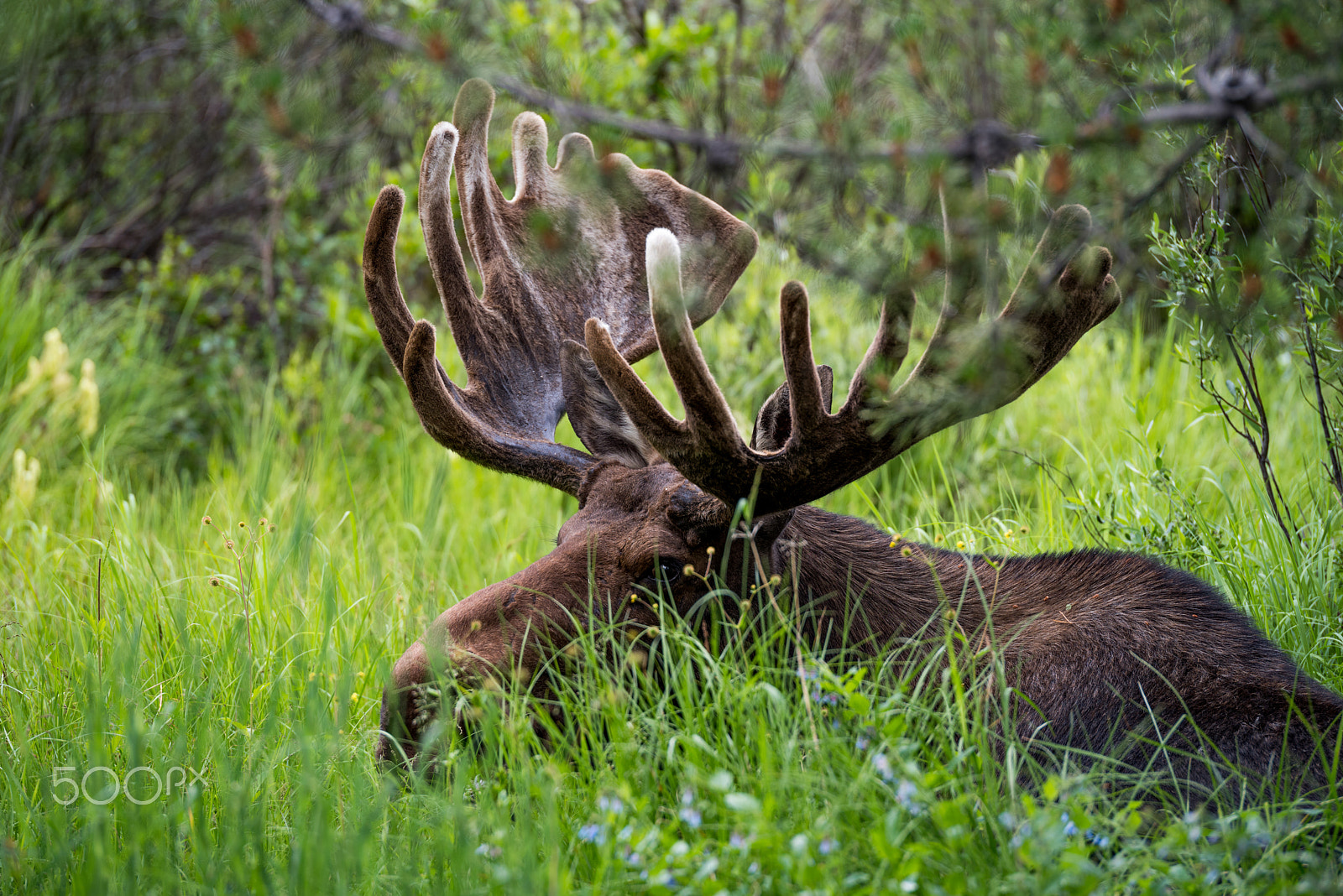 Pentax K-1 + Pentax D FA* 70-200mm F2.8ED DC AW sample photo. Chillin moose photography