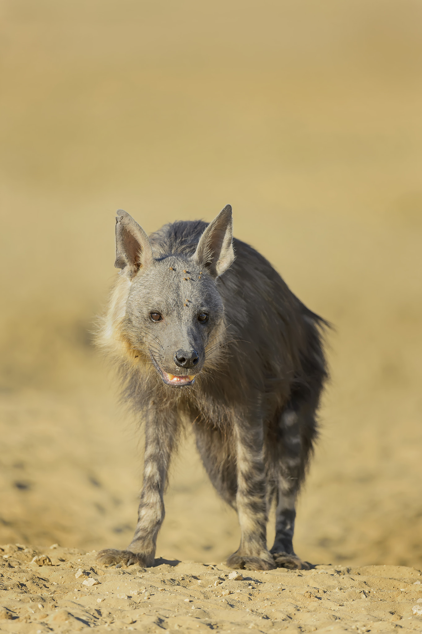 Nikon D4 sample photo. Brown hyena photography