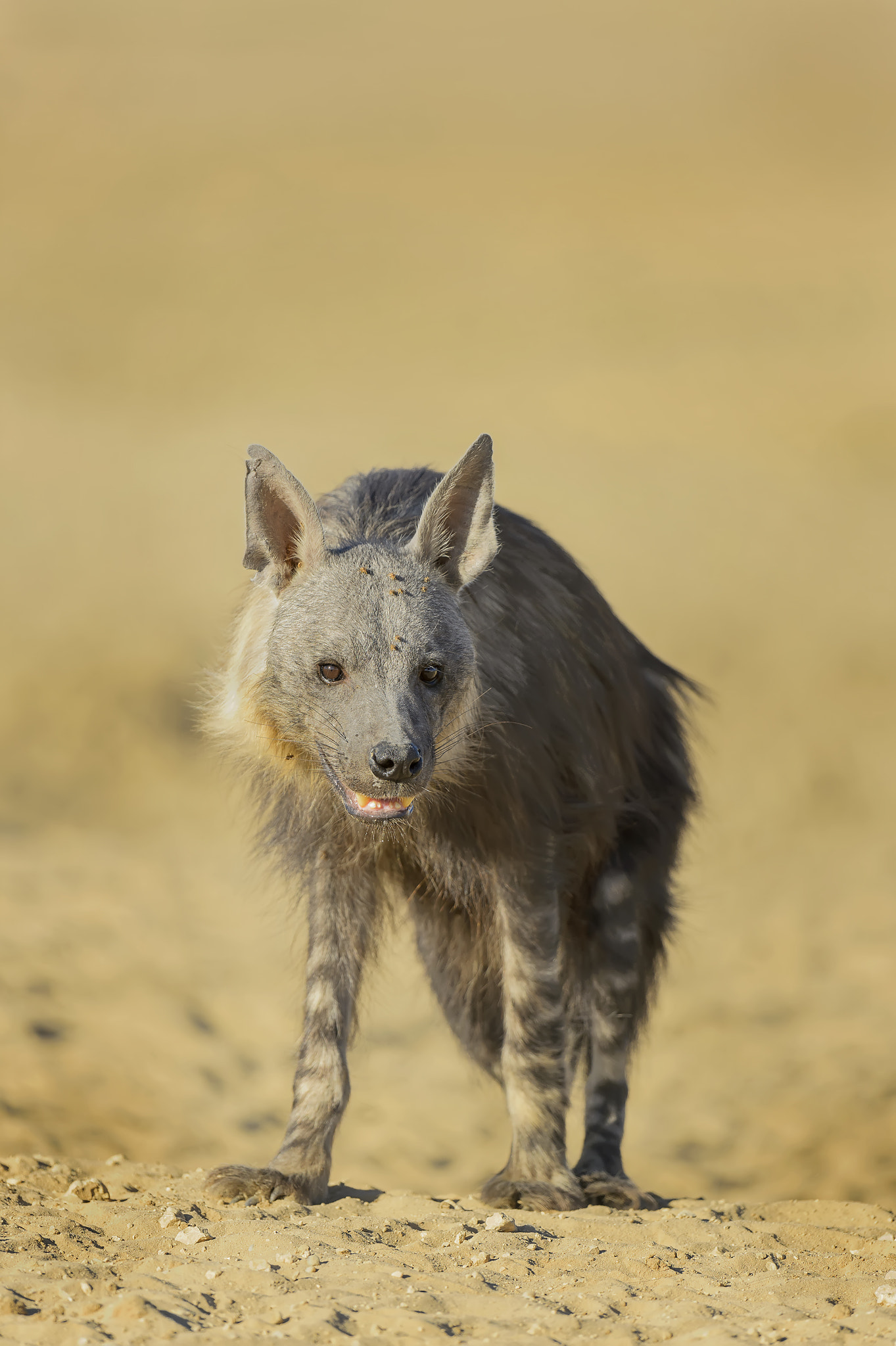 Nikon AF-S Nikkor 600mm F4G ED VR sample photo. Brown hyena photography