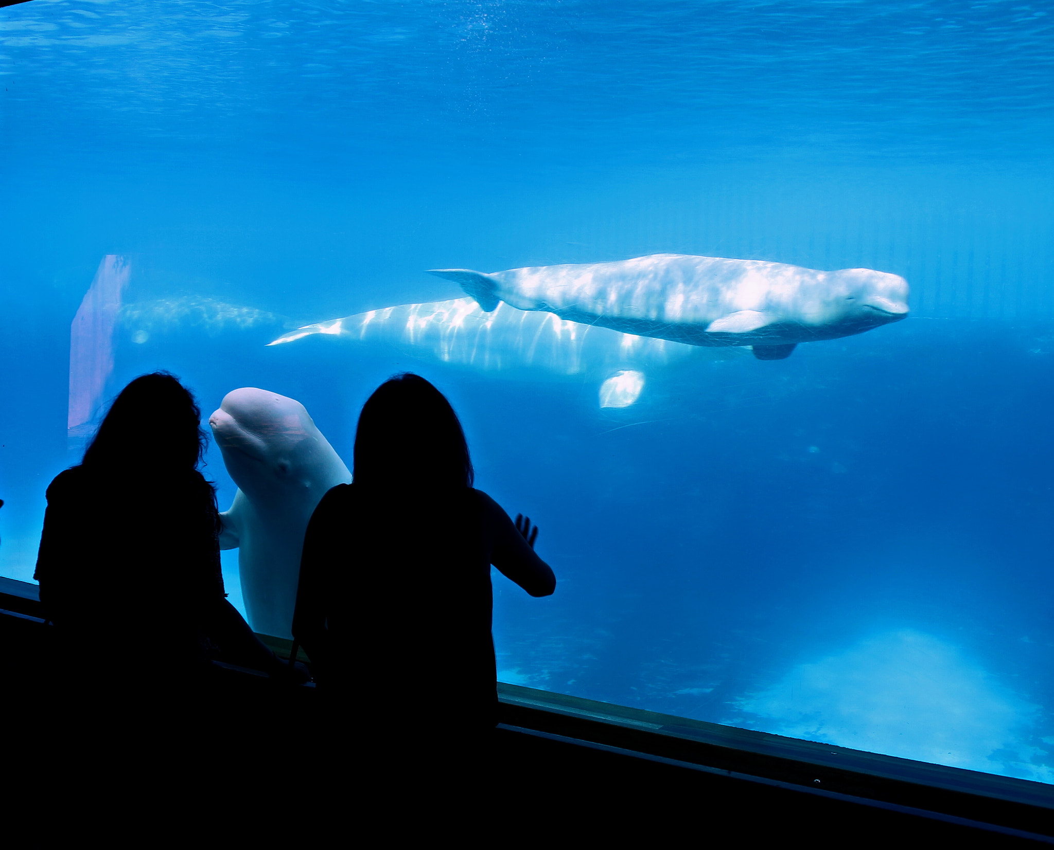 Canon EOS 650D (EOS Rebel T4i / EOS Kiss X6i) sample photo. Arctic mammals photography