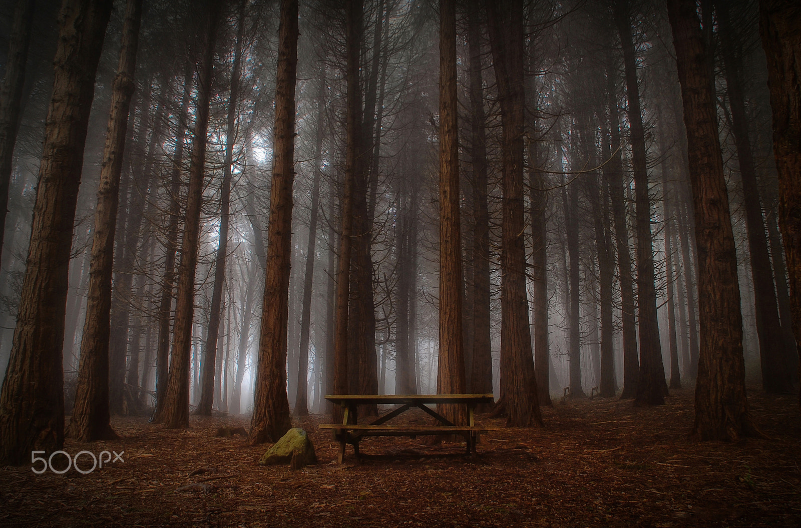 Nikon D40 sample photo. Magic woods photography
