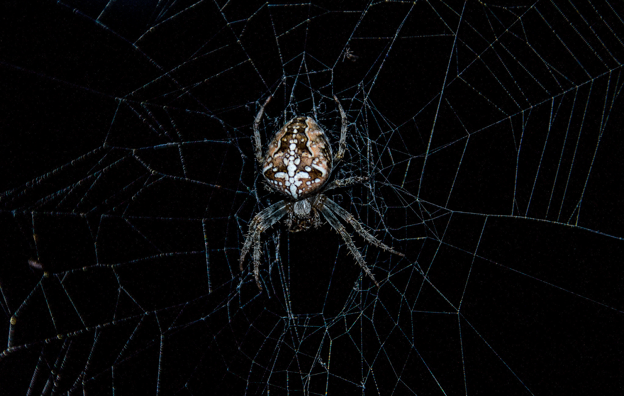 Sony SLT-A58 + Sigma 18-250mm F3.5-6.3 DC OS HSM sample photo. Quite big spider :) photography