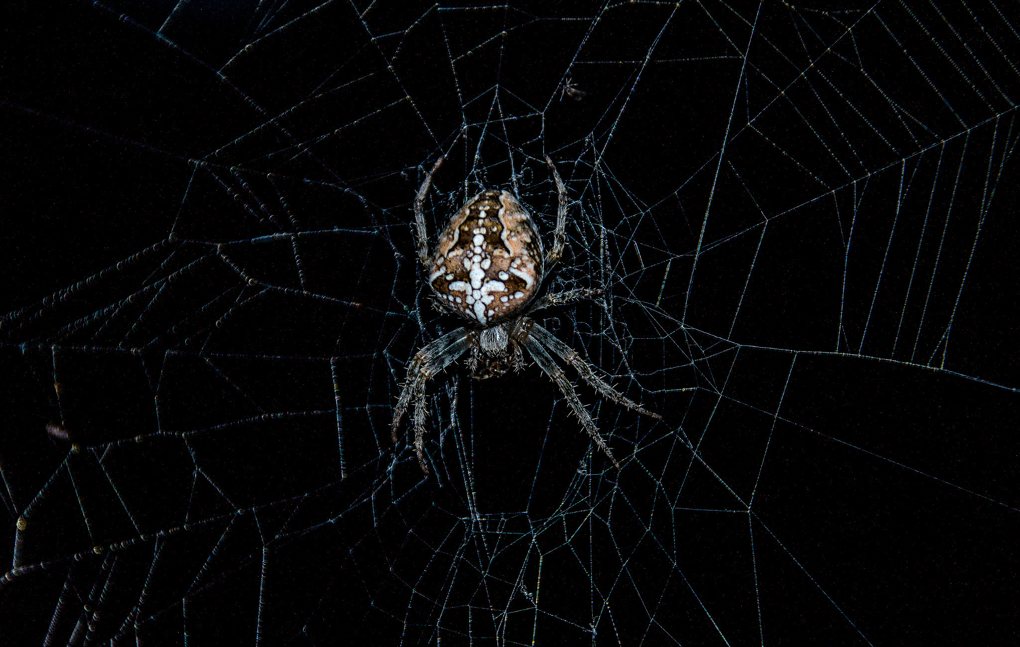 Sigma 18-250mm F3.5-6.3 DC OS HSM sample photo. Quite big spider :) photography