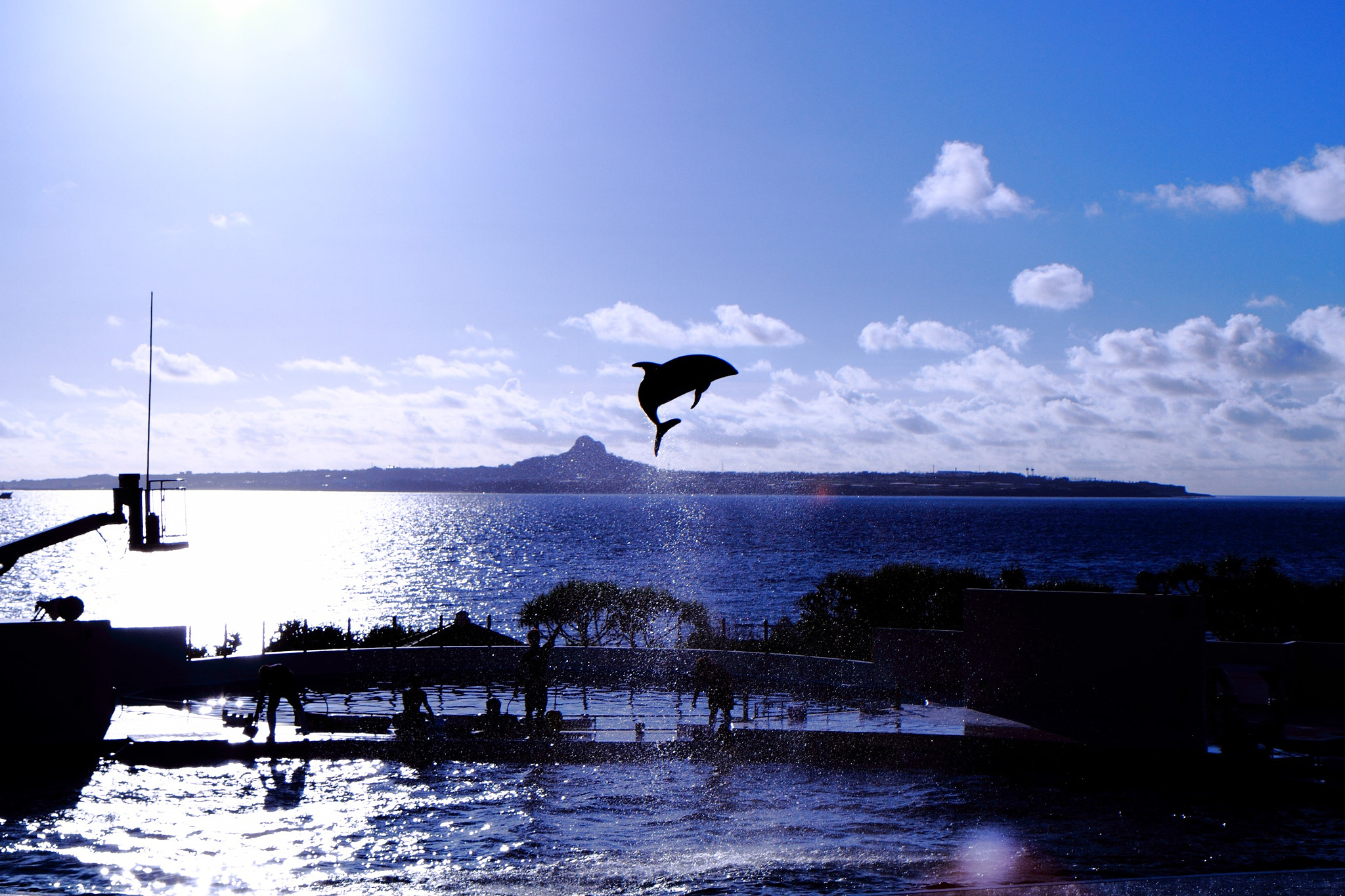 Canon EOS 7D sample photo. The dolphin jump out the pool !! photography