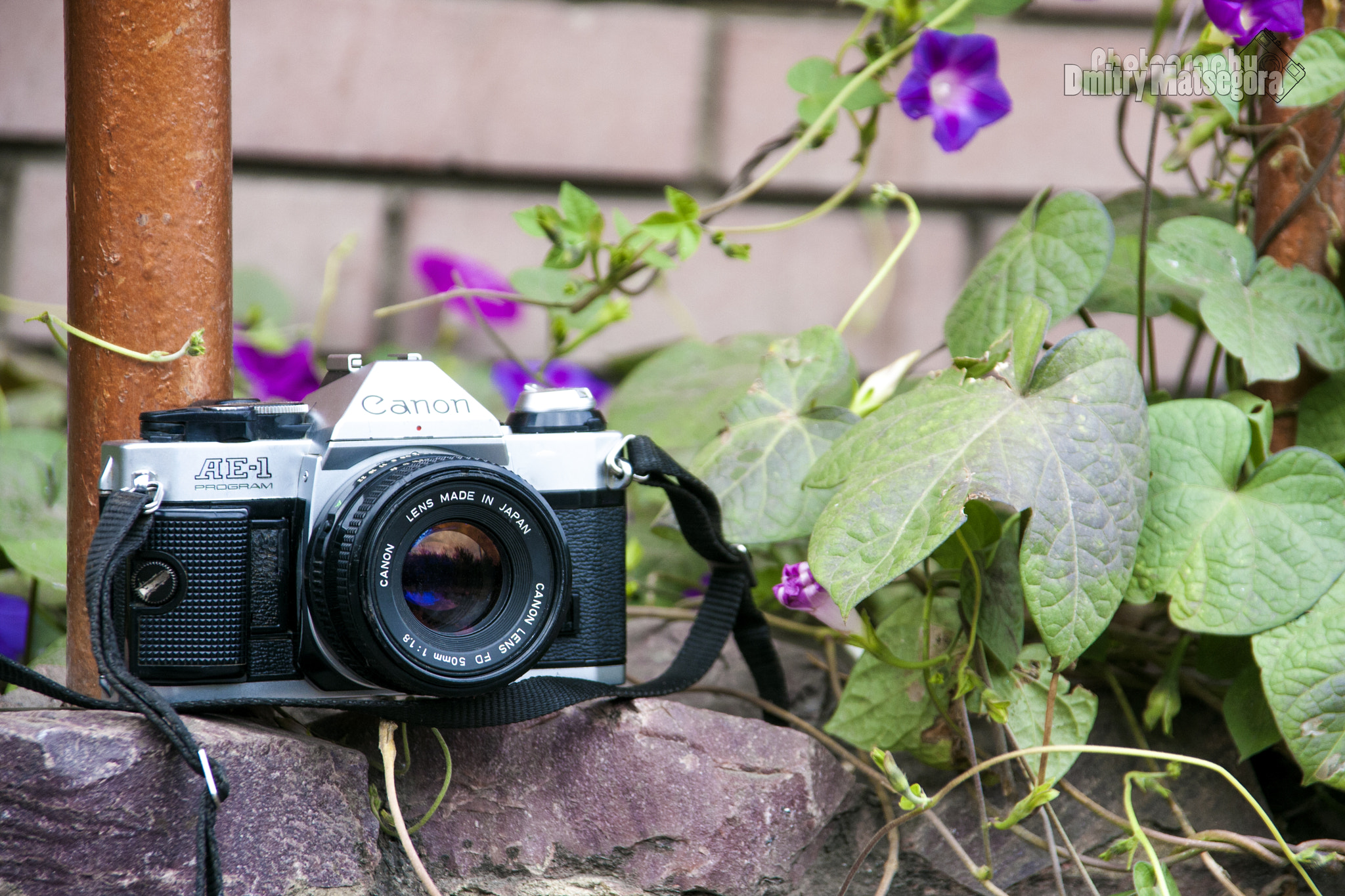 Sigma 18-125mm f/3.5-5.6 DC IF ASP sample photo. Camera  canon ae-1 photography