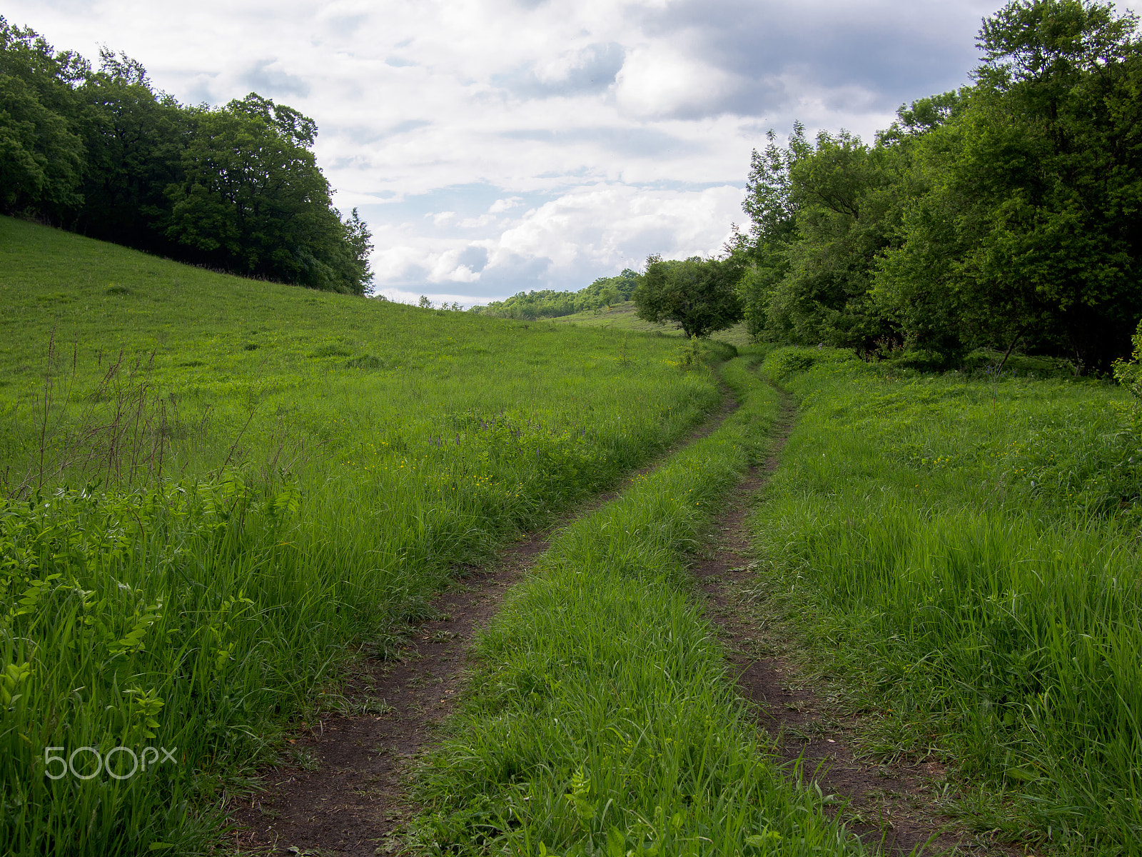 Olympus PEN E-PL5 + LUMIX G 20/F1.7 II sample photo. Juicy grass photography