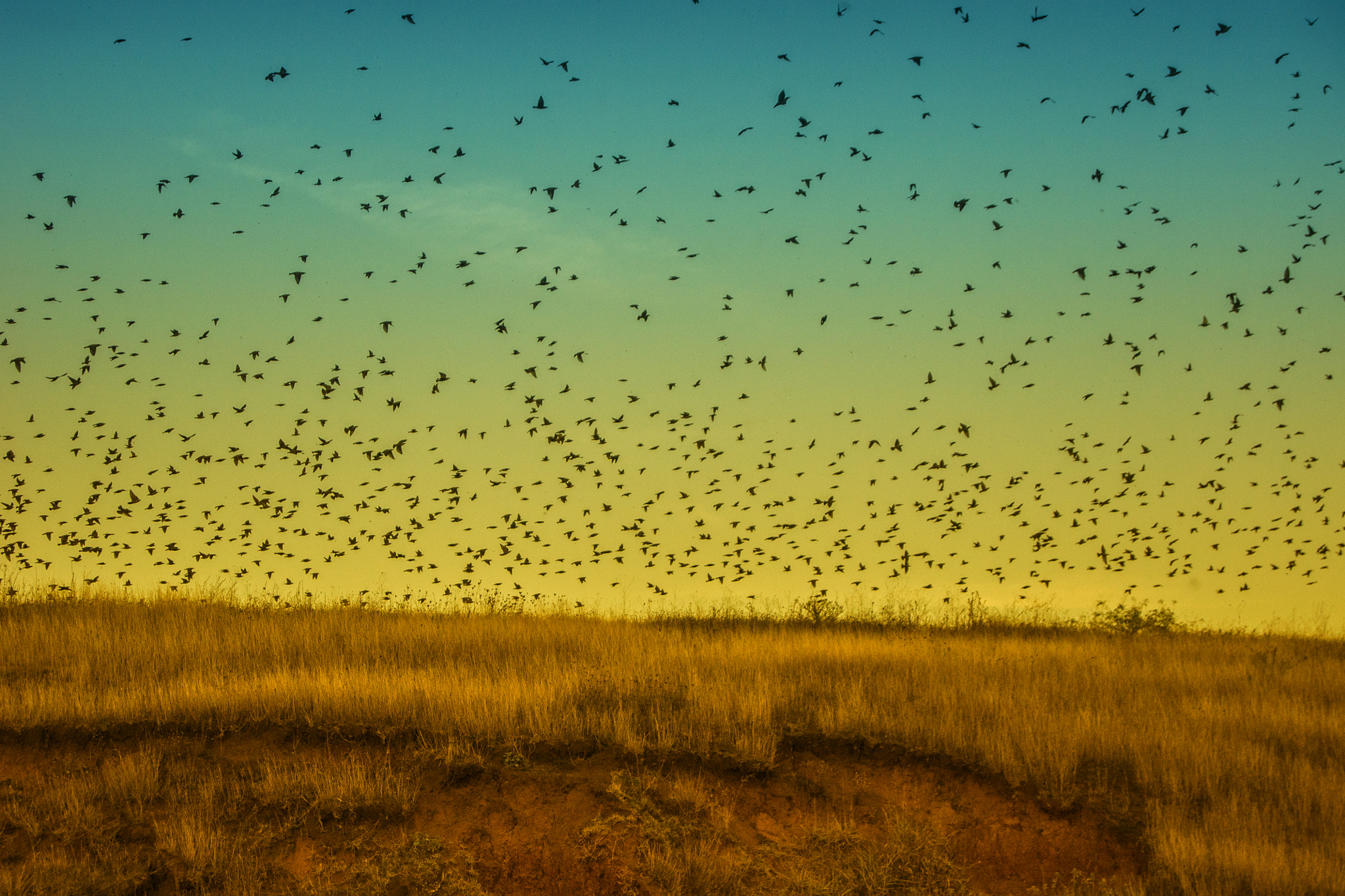 Amazing Crow Invasion