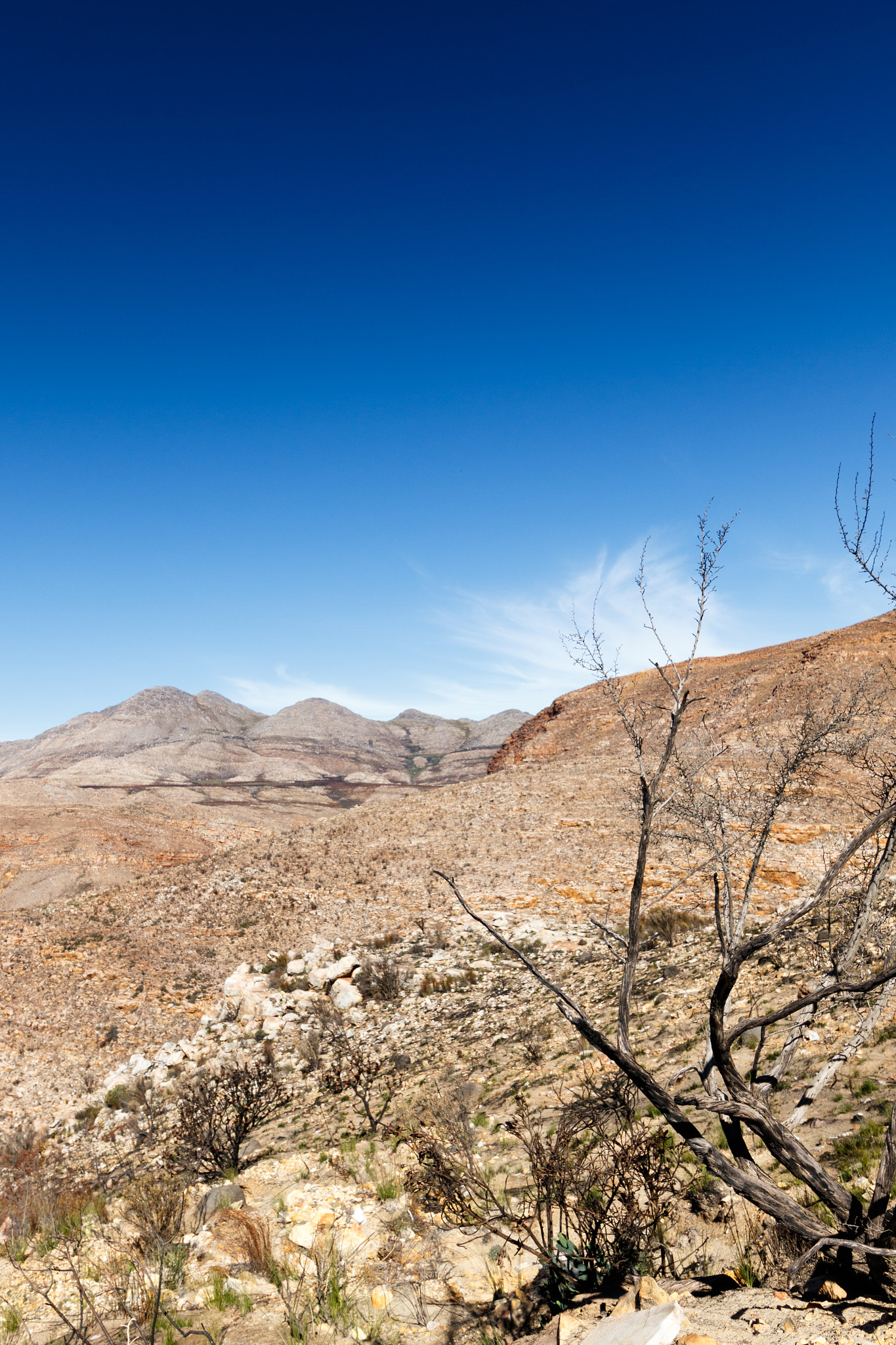 Canon EOS 7D Mark II + Canon EF 300mm f/2.8L sample photo. Dead tree in the valley of death in the swartberg pass photography