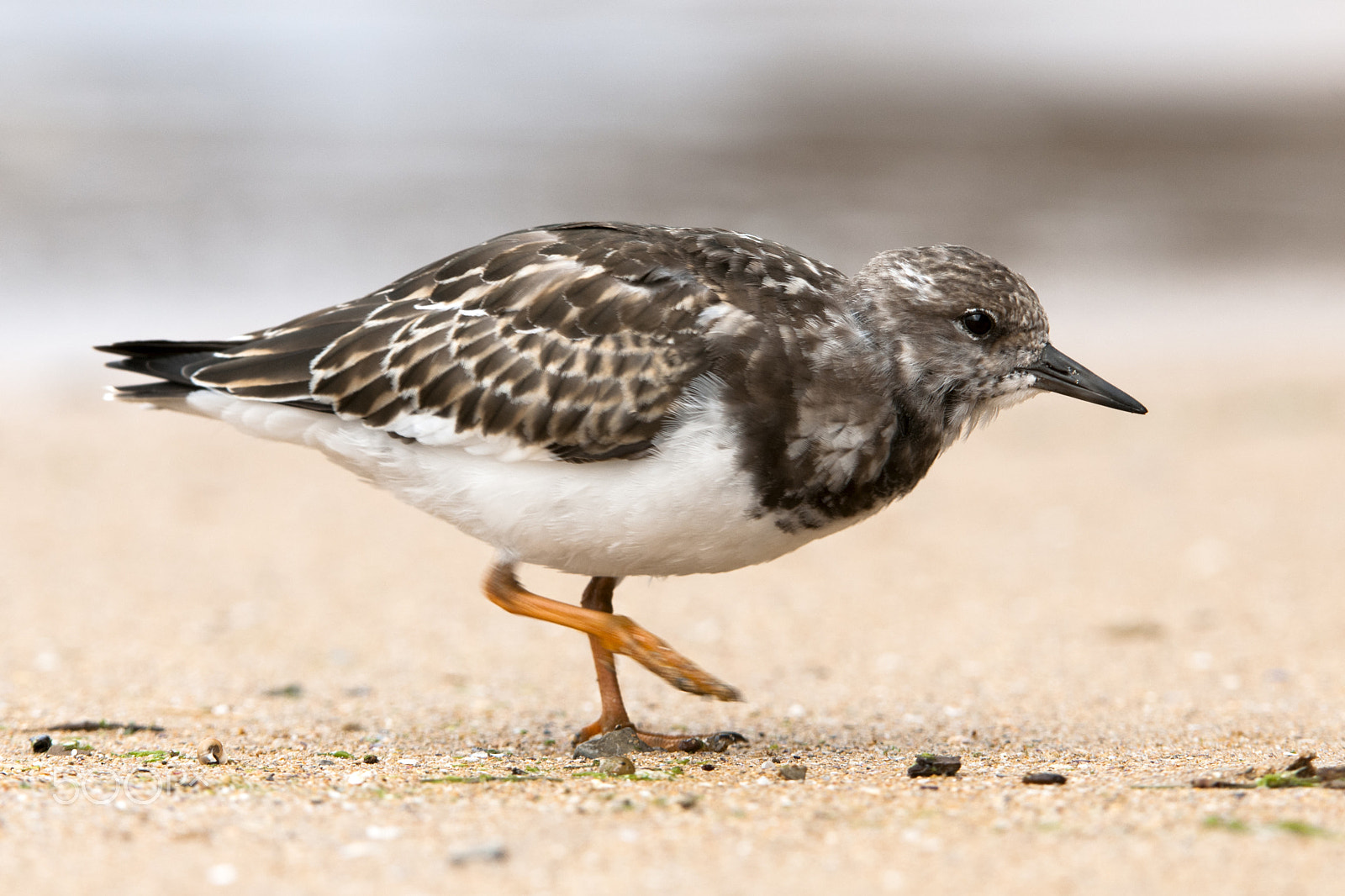 Nikon AF-S Nikkor 200-400mm F4G ED-IF VR sample photo. Arenaria interpres photography
