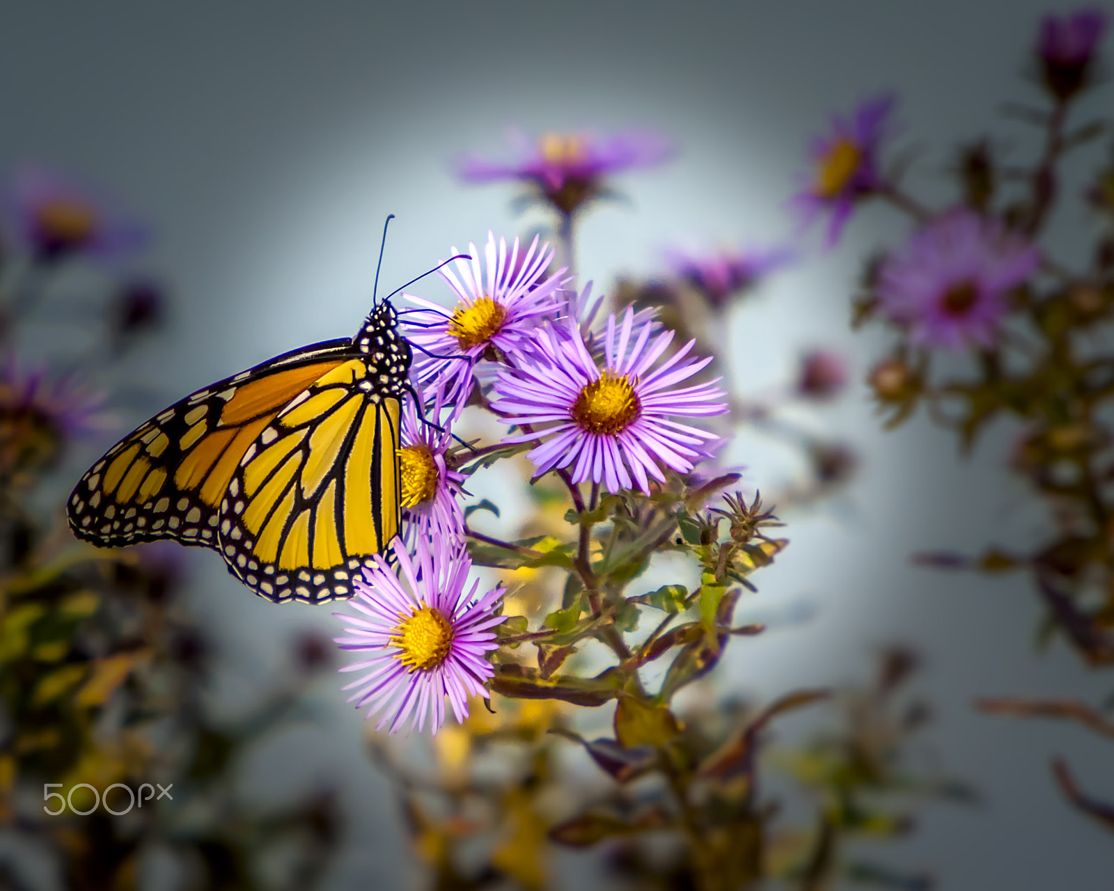 Canon EOS 50D sample photo. Butterfly photography