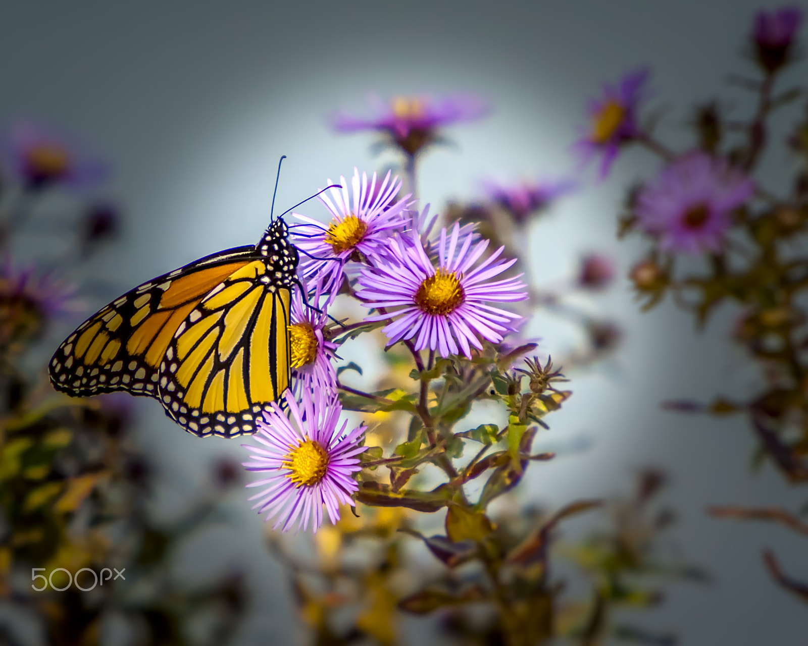 Canon EF 70-200mm F2.8L IS USM sample photo. Butterfly photography