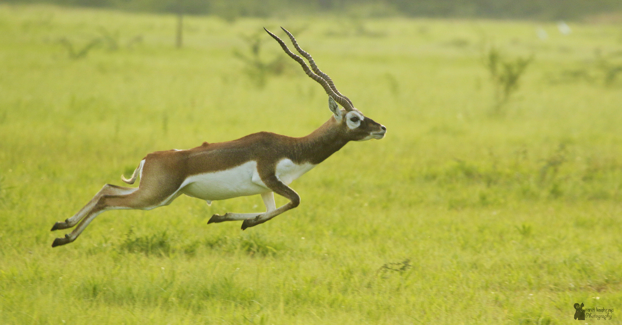 Canon EF 100-400mm F4.5-5.6L IS USM sample photo. Jumping black buck photography