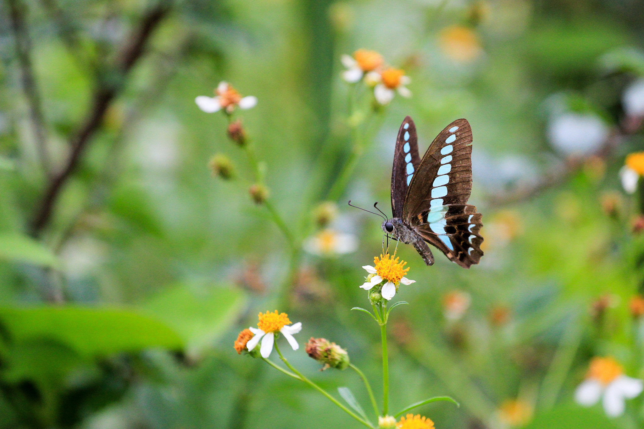 Canon EOS 550D (EOS Rebel T2i / EOS Kiss X4) + Canon EF 70-200mm F4L USM sample photo. Taroko butterfly photography