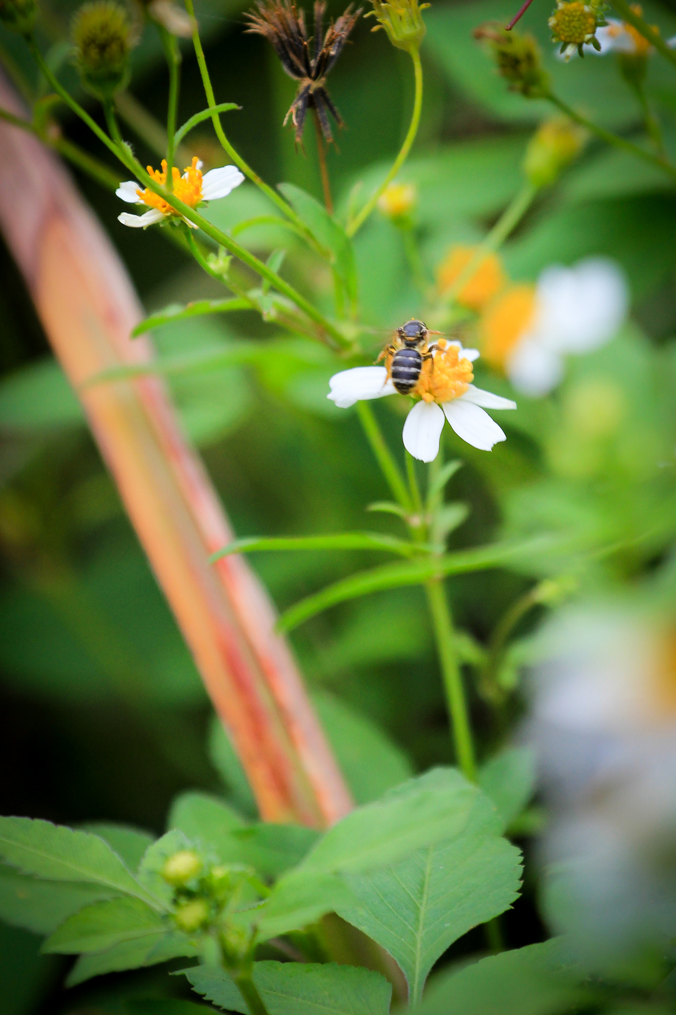 Canon EOS 550D (EOS Rebel T2i / EOS Kiss X4) sample photo. Taroko butterfly photography