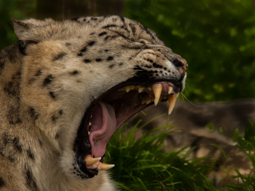 Nikon D200 + Sigma 150-500mm F5-6.3 DG OS HSM sample photo. Big cats and friends photography