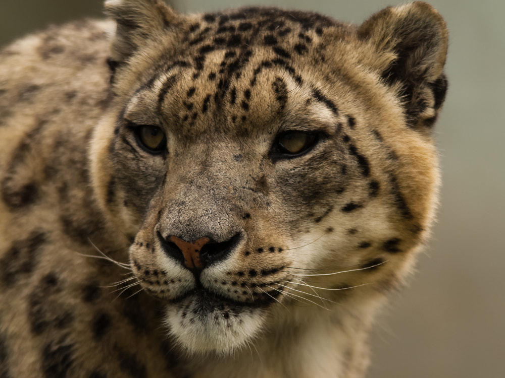 Nikon D200 + Sigma 150-500mm F5-6.3 DG OS HSM sample photo. Big cats and friends photography