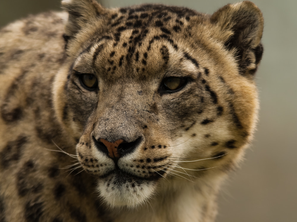 Sigma 150-500mm F5-6.3 DG OS HSM sample photo. Big cats and friends photography