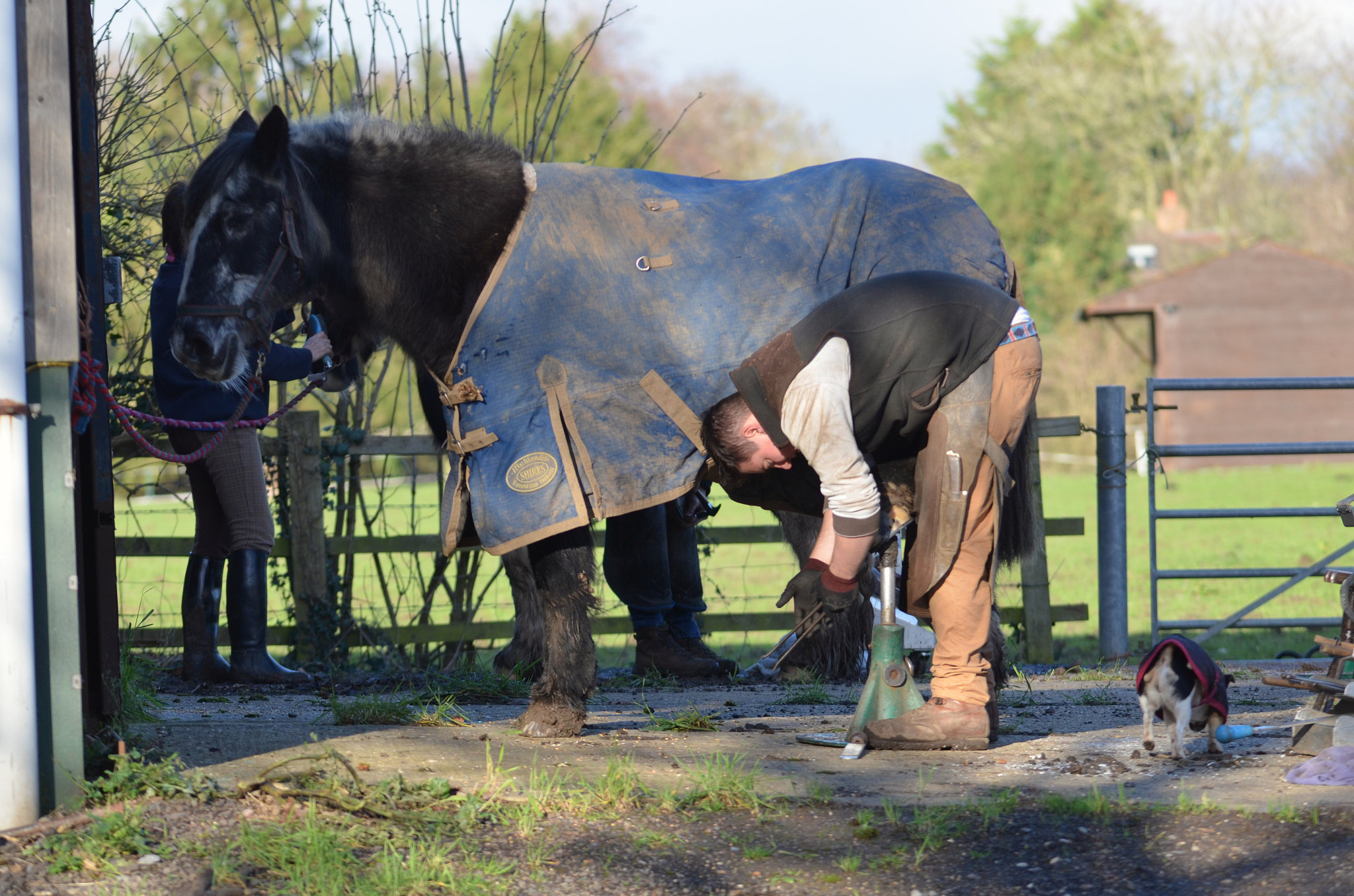 Sigma 150-500mm F5-6.3 DG OS HSM sample photo. The farrier photography