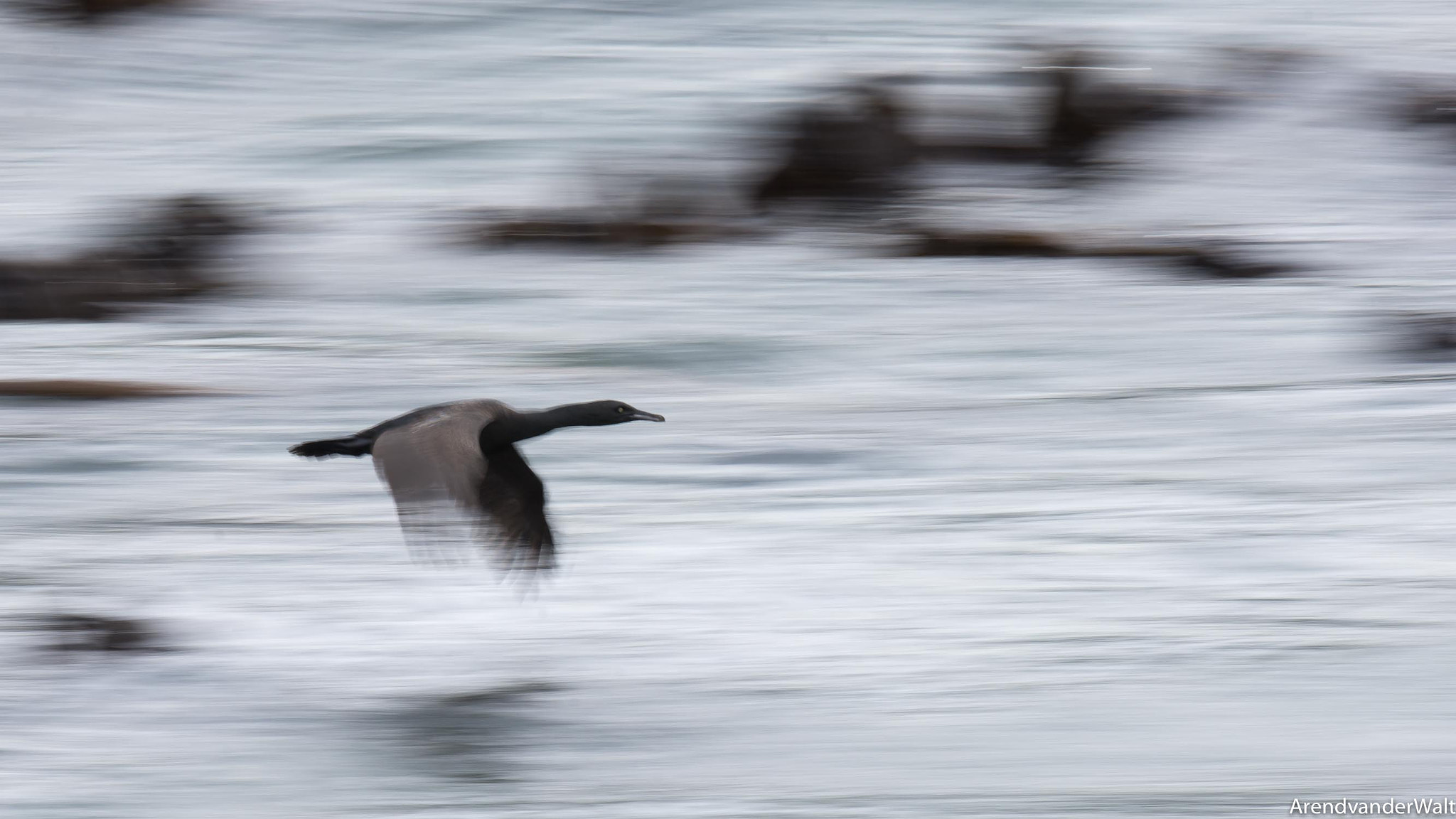 Nikon D7200 + Nikon AF-S Nikkor 500mm F4G ED VR sample photo. Panning a cormorant photography