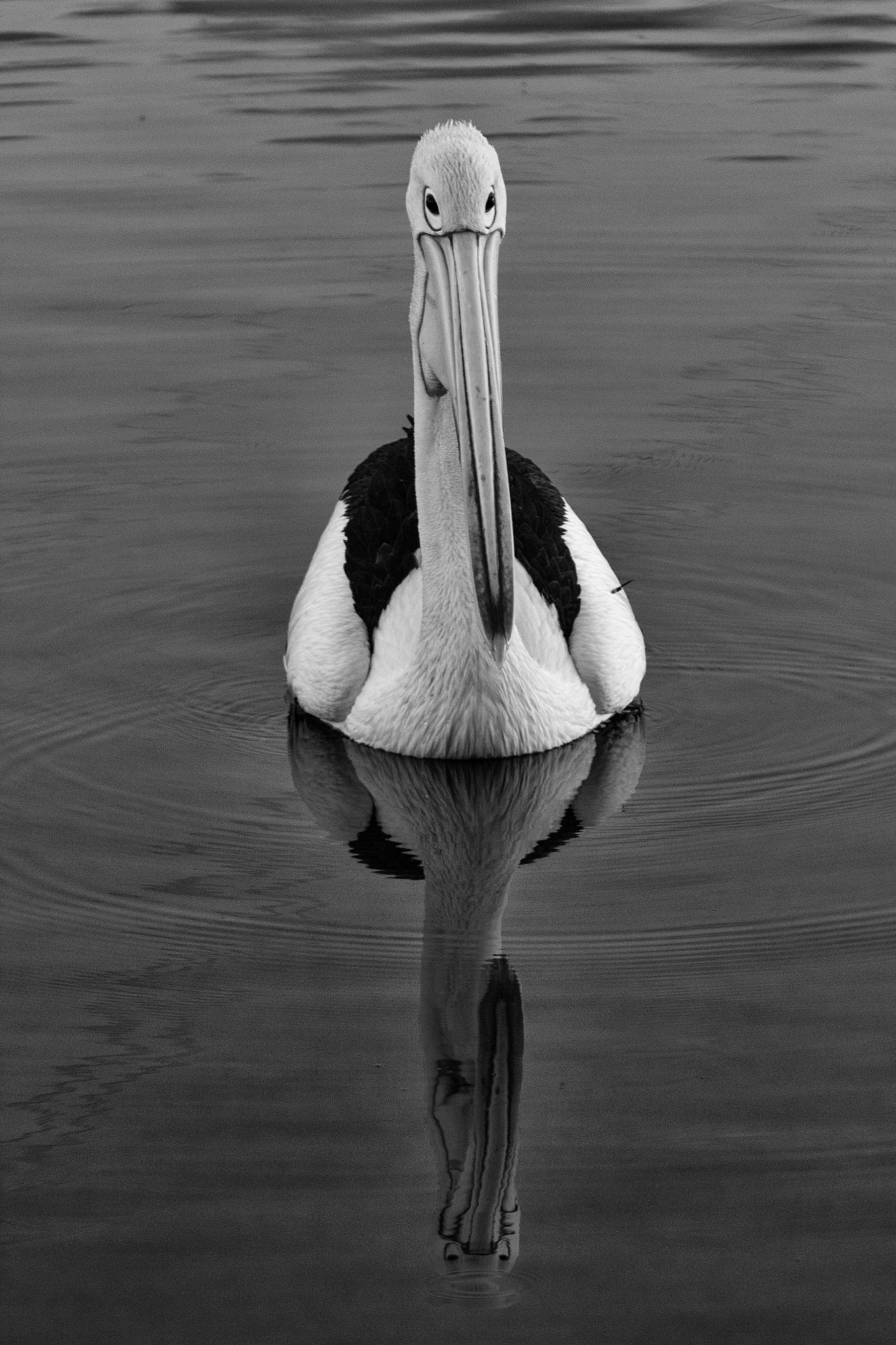 Canon EF 70-200mm F4L IS USM sample photo. The lonely pelican photography