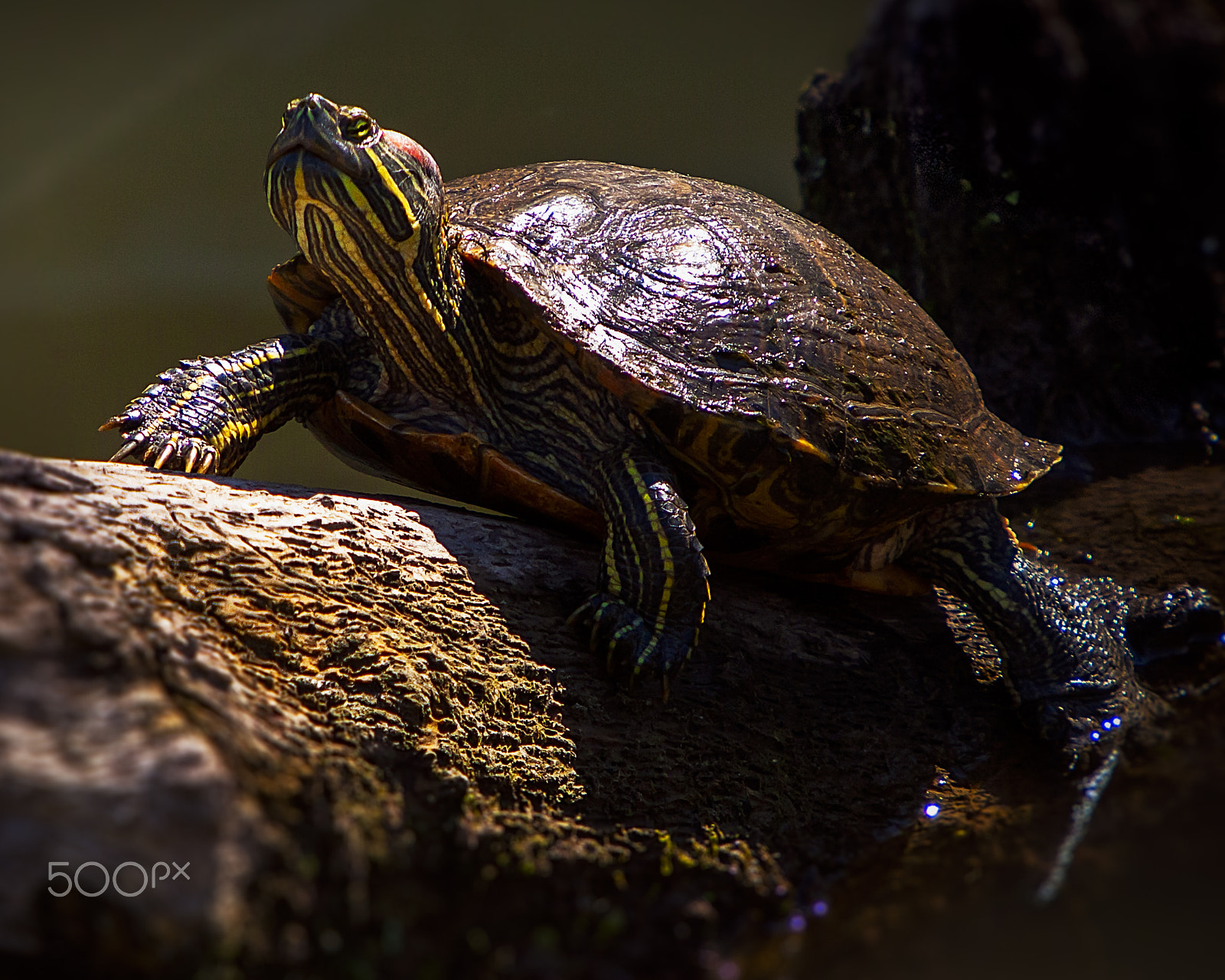 Canon EF 70-200mm F2.8L IS USM sample photo. Catching rays photography