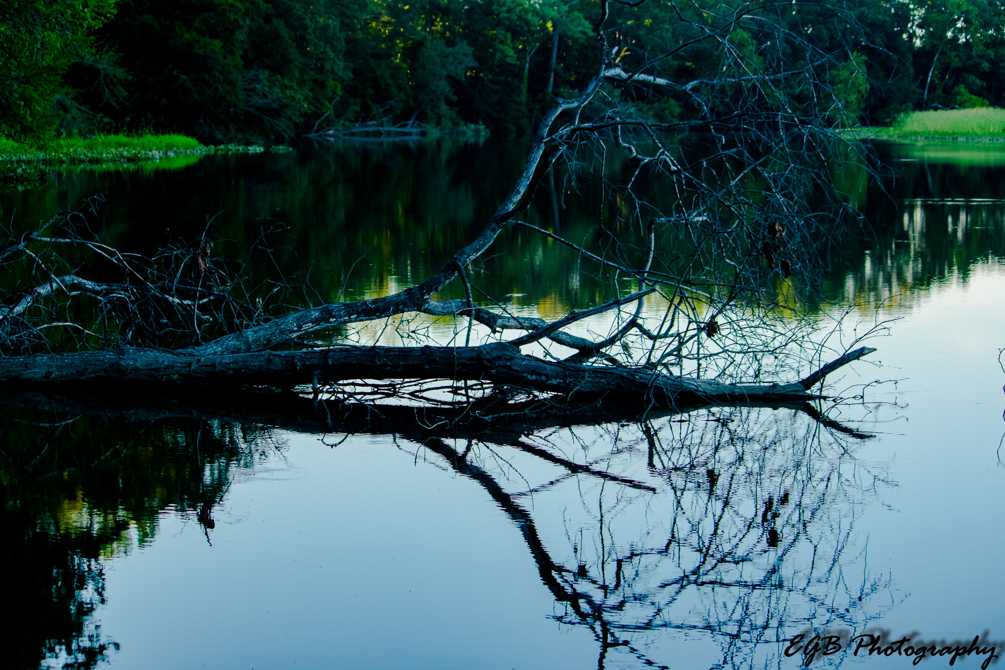 Canon EF-S 55-250mm F4-5.6 IS sample photo. Fallen tree reflection photography