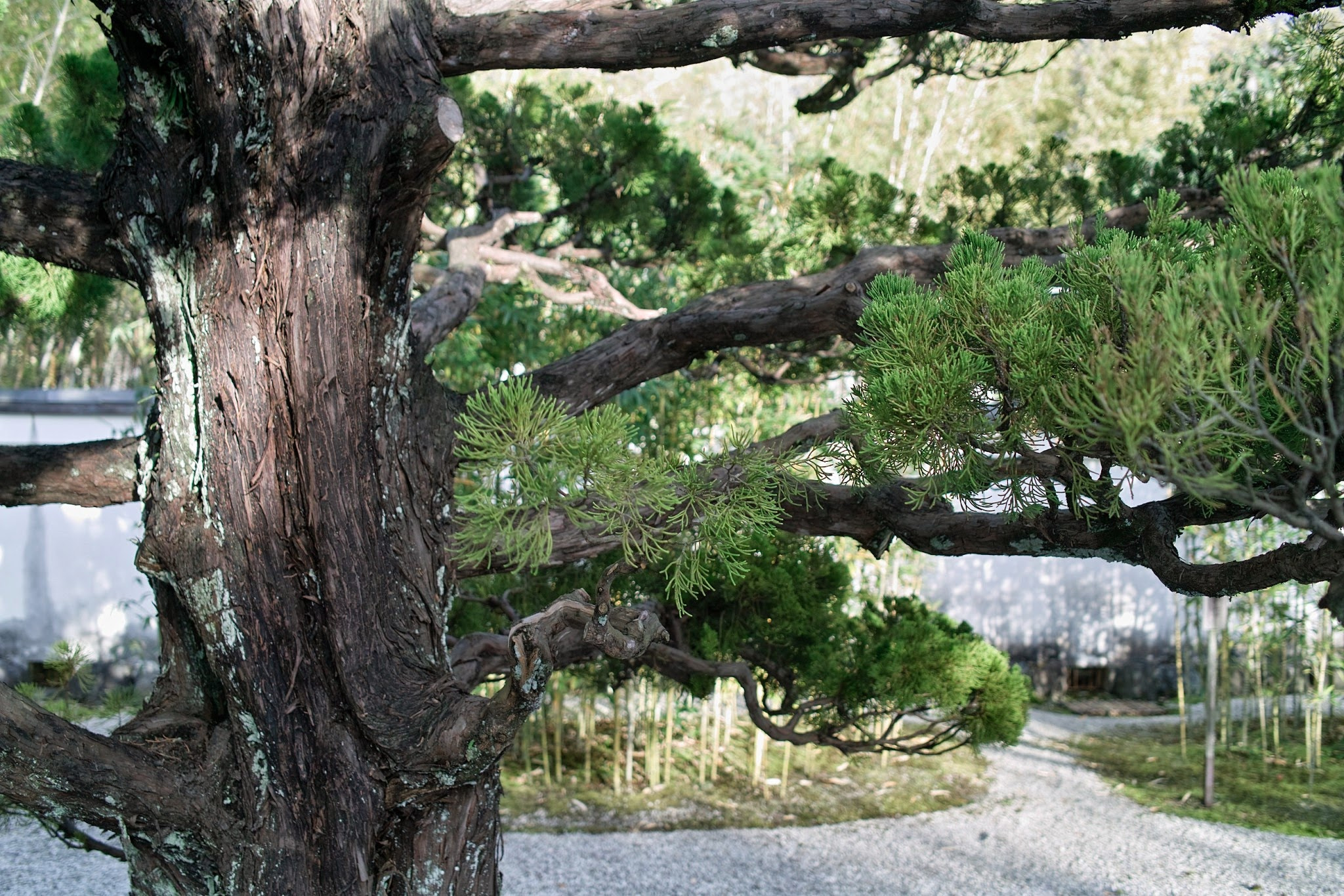 Sigma DP2x sample photo. Japanese garden photography