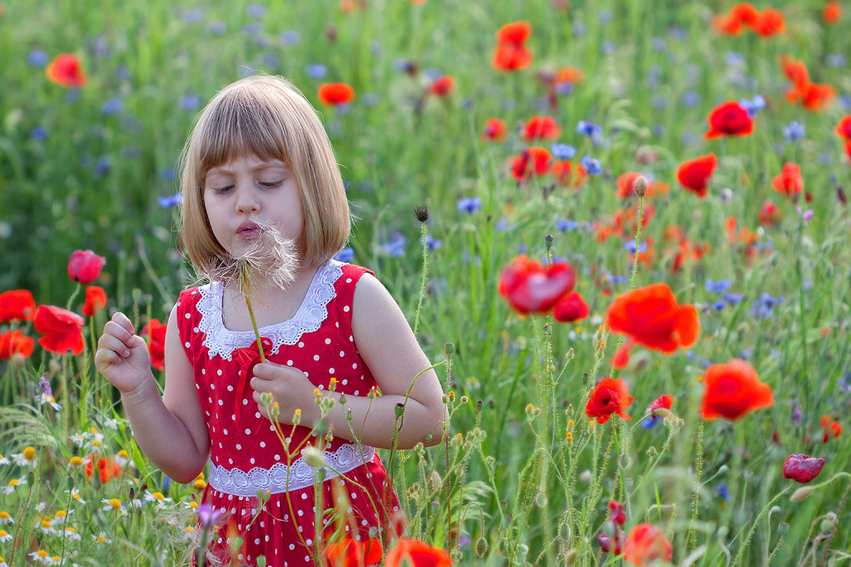Canon EF 100mm F2.8 Macro USM sample photo. Among poppies (3) photography