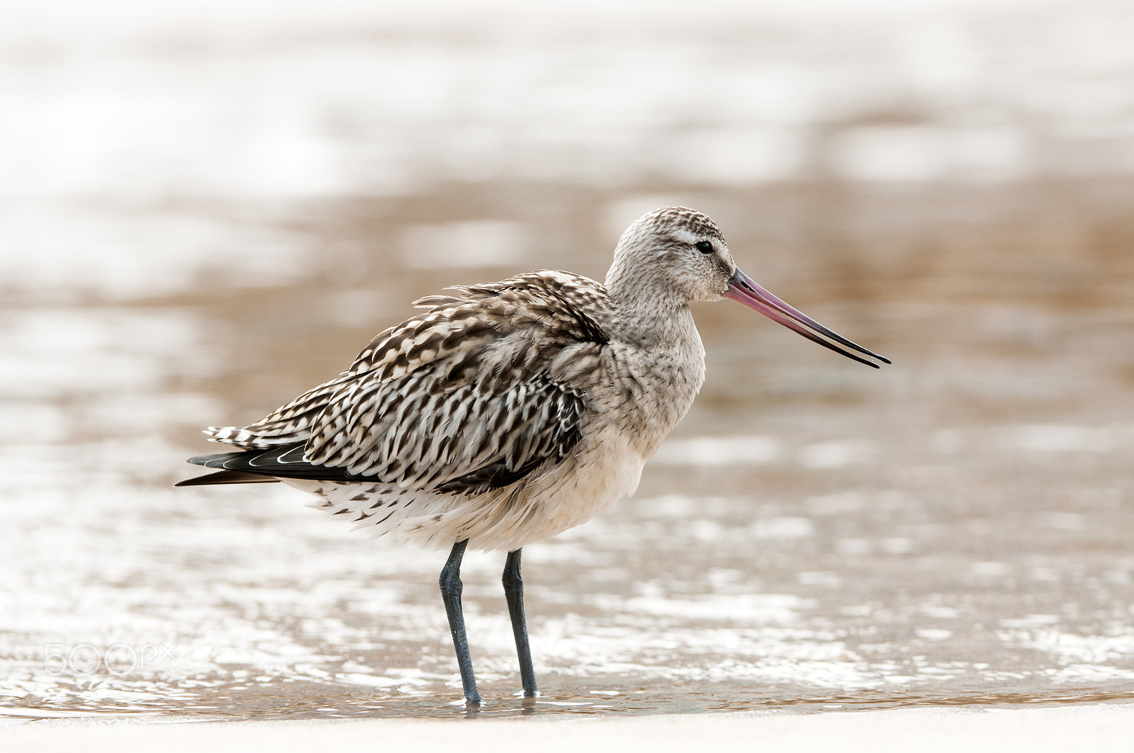 Nikon AF-S Nikkor 200-400mm F4G ED-IF VR sample photo. Limosa lapponica photography