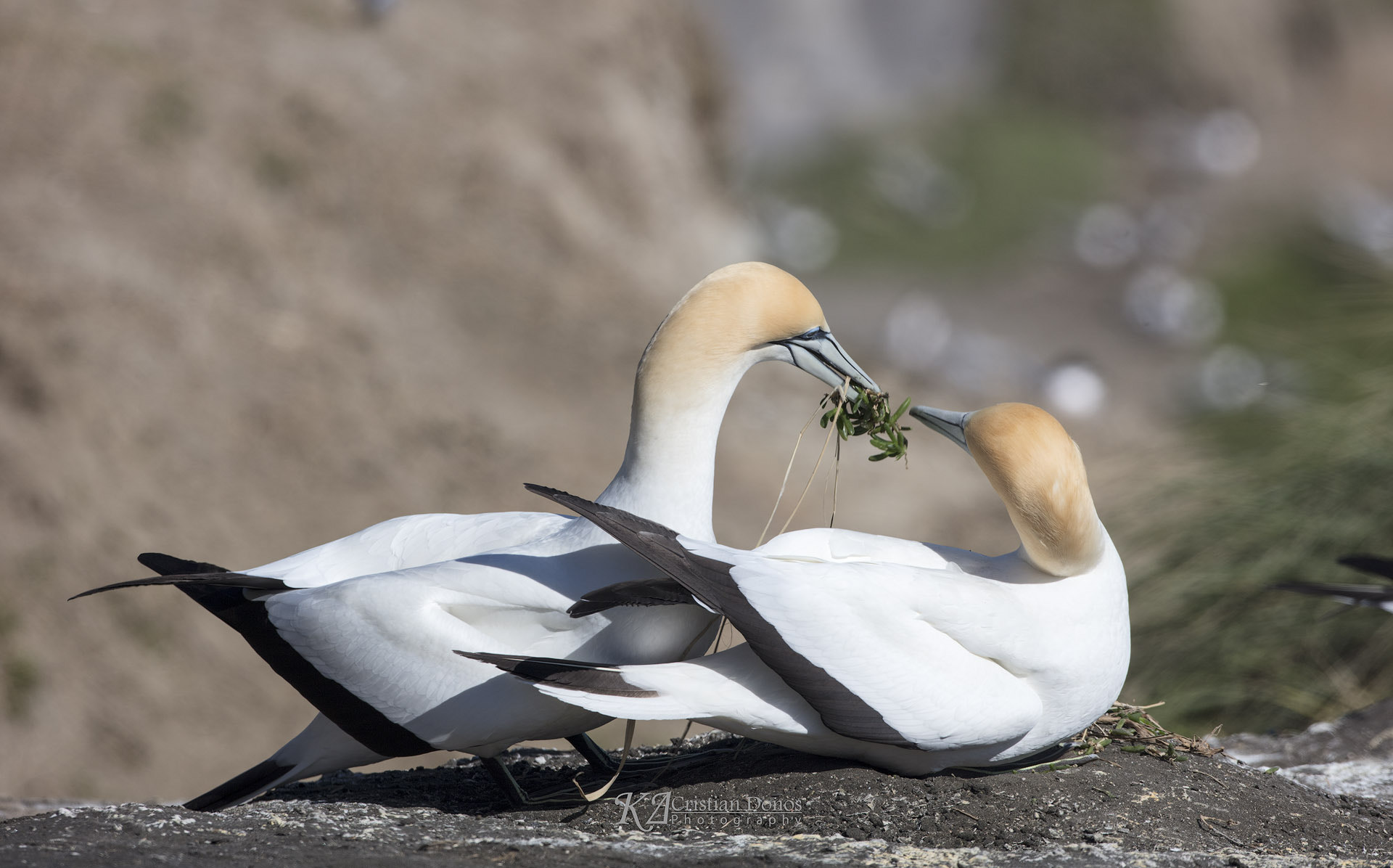 Canon EOS 5DS R + Canon EF 500mm F4L IS USM sample photo. Muriwai gannet colony photography