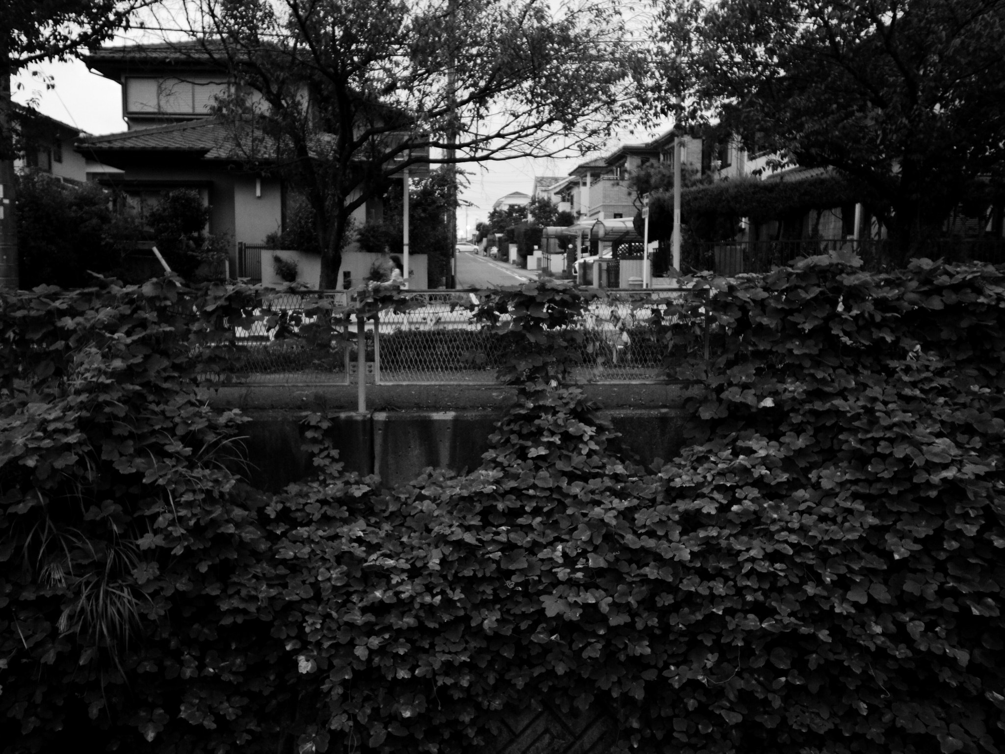 Ricoh GR DIGITAL 4 sample photo. Ivy photography